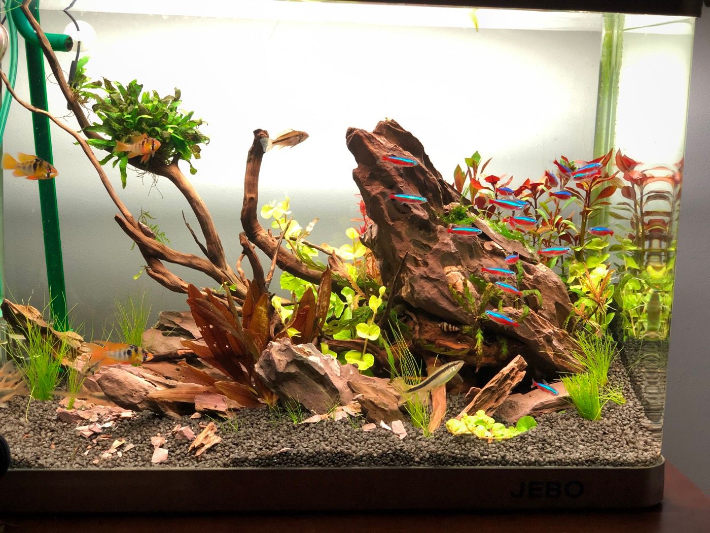 Driftwood-and-stone nano scape with neon tetras