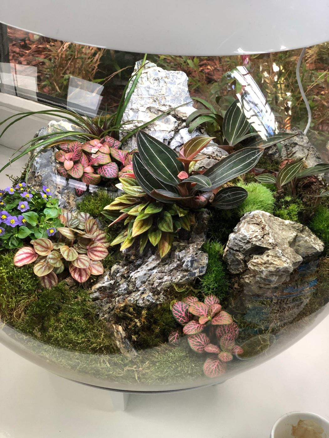 Glass bowl terrarium with fittonia and orchid