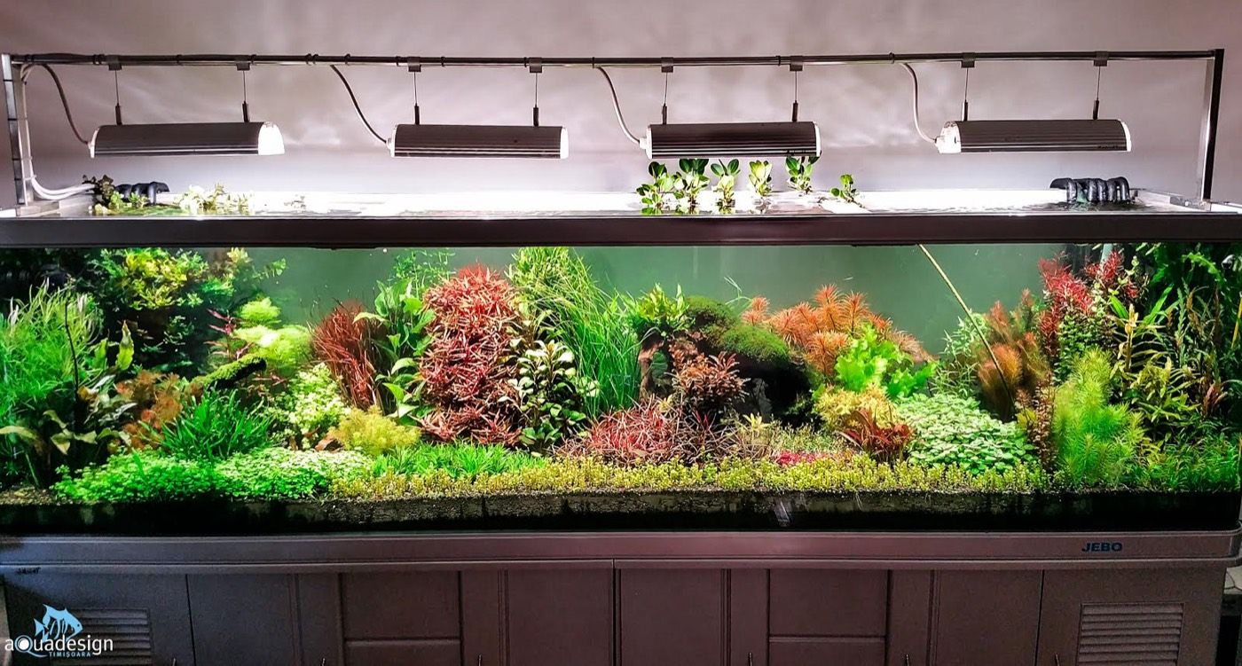 Long showcase aquarium with emersed plant tops