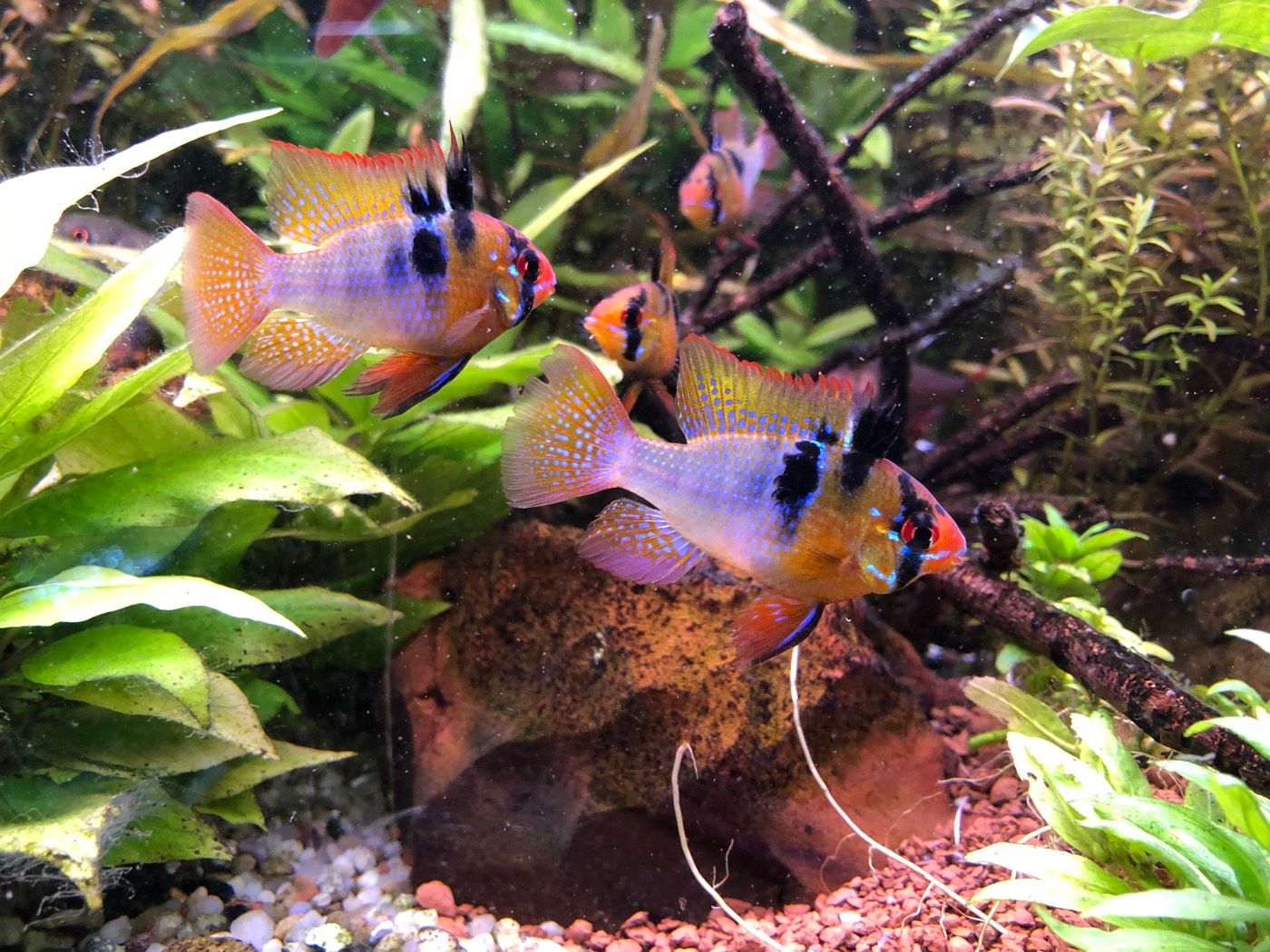 German ram pair over stone