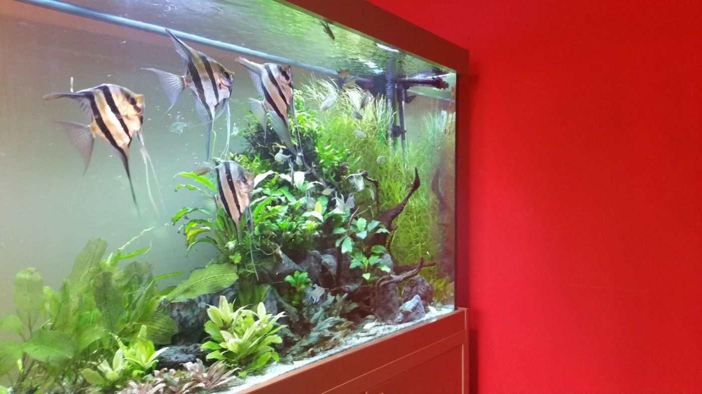 School of altum angelfish