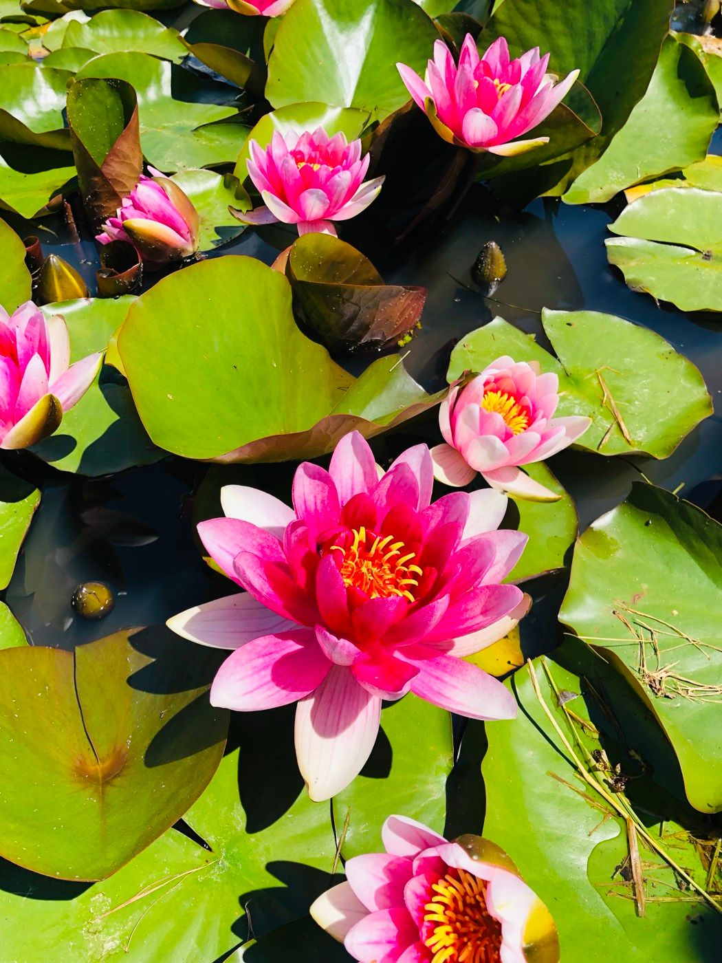 Patio pond with blooming water lilies