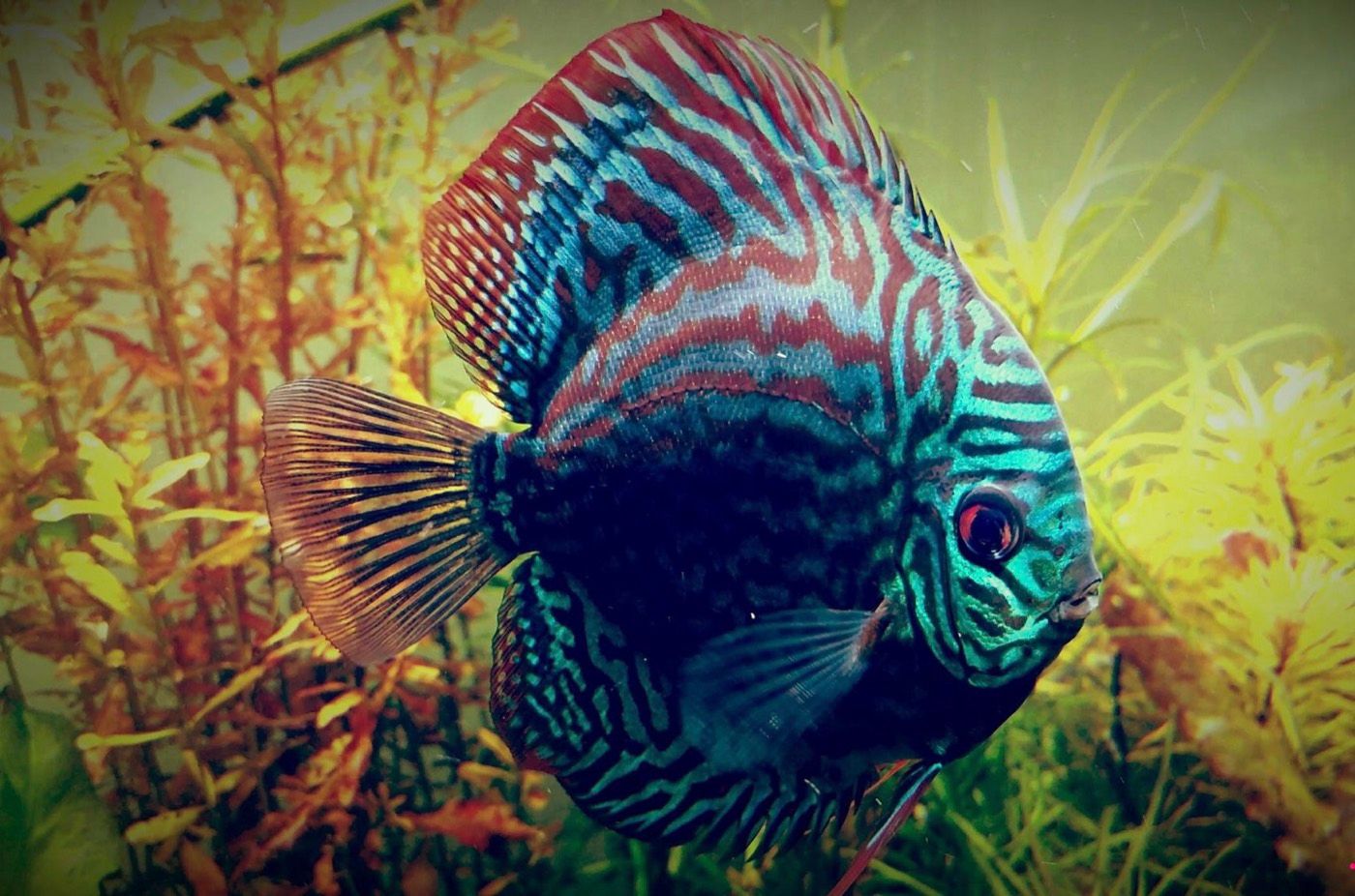Turquoise discus with striking pattern