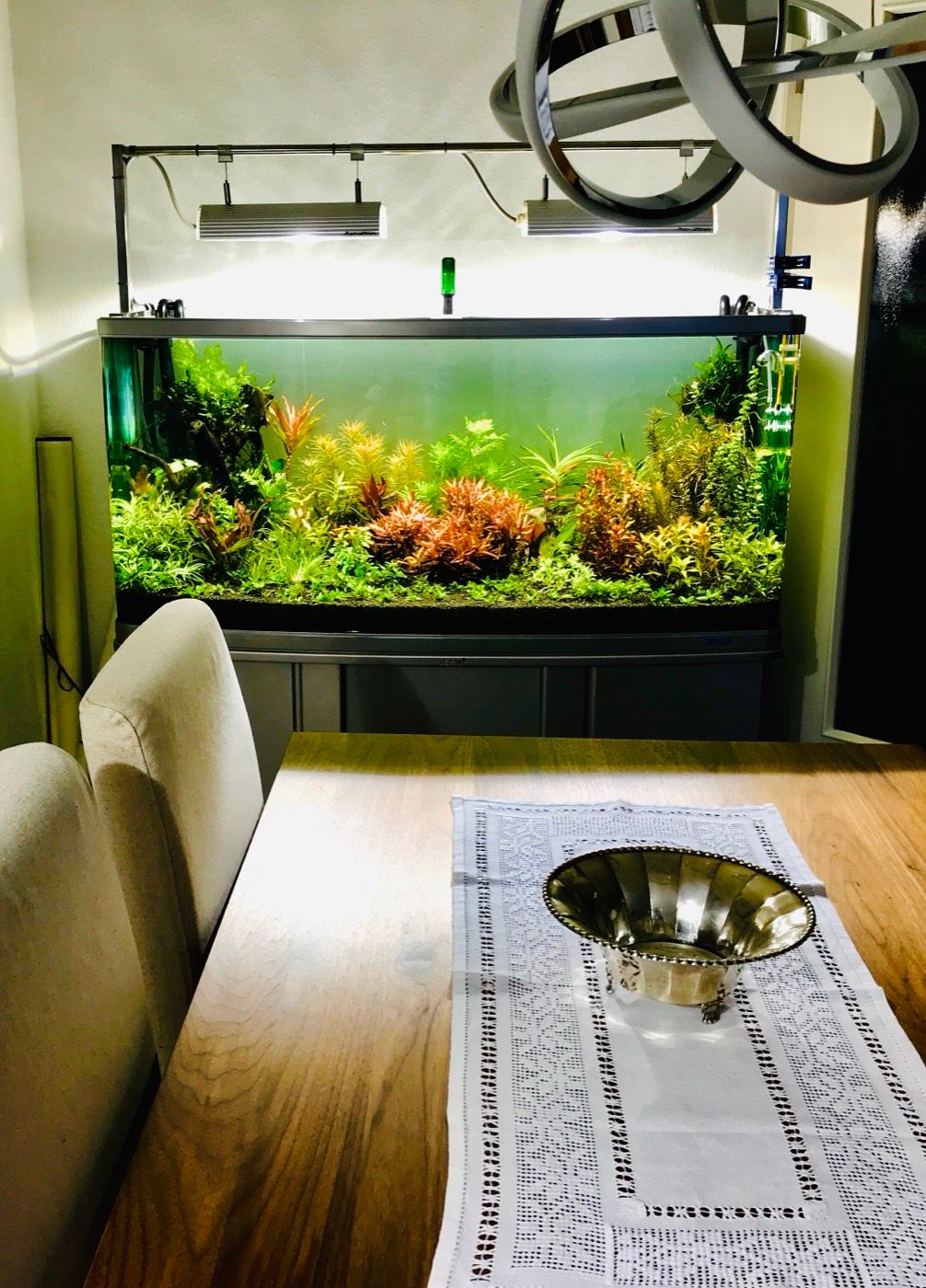 Planted aquarium beside the dining table