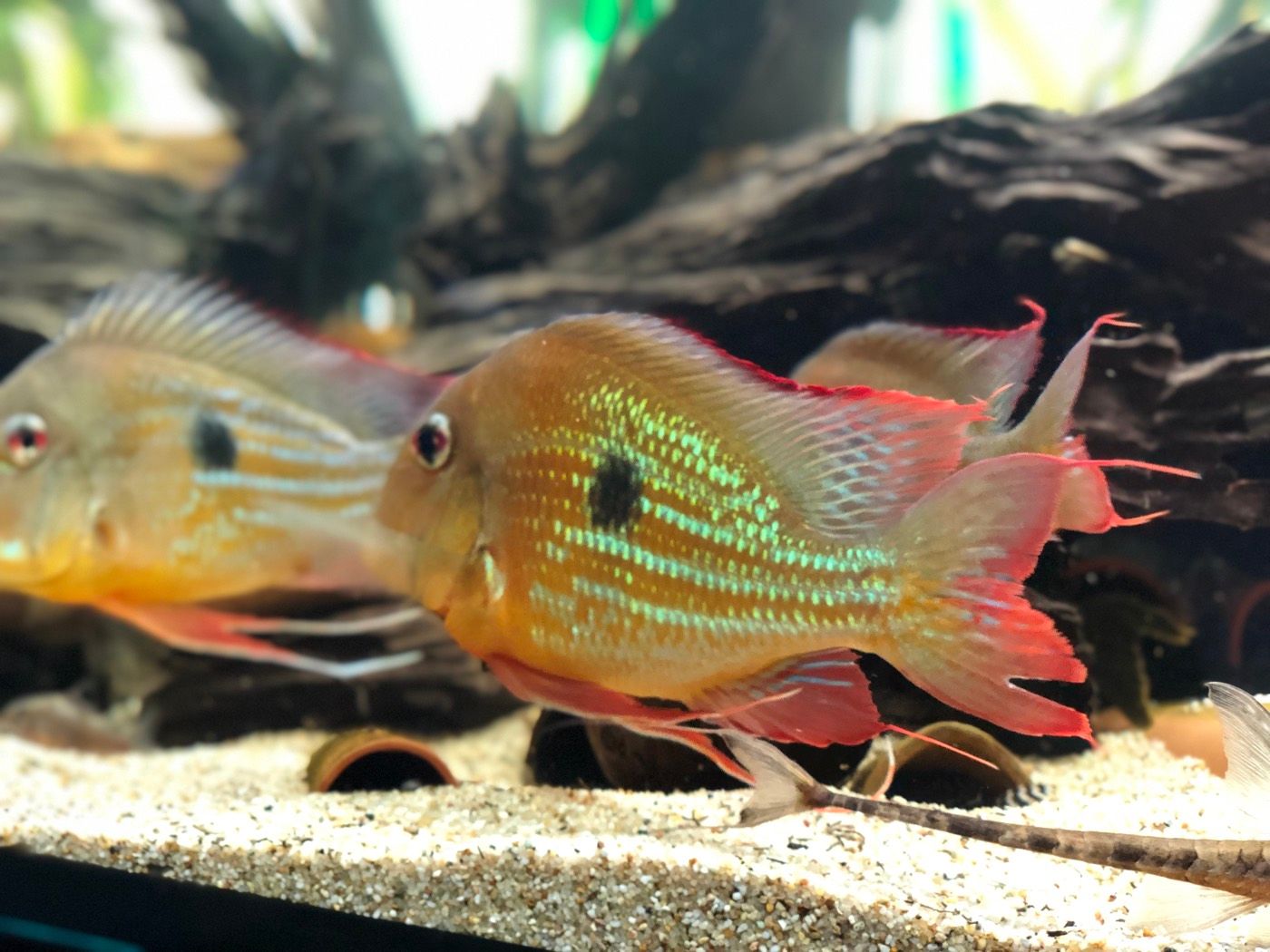Geophagus pair over sand