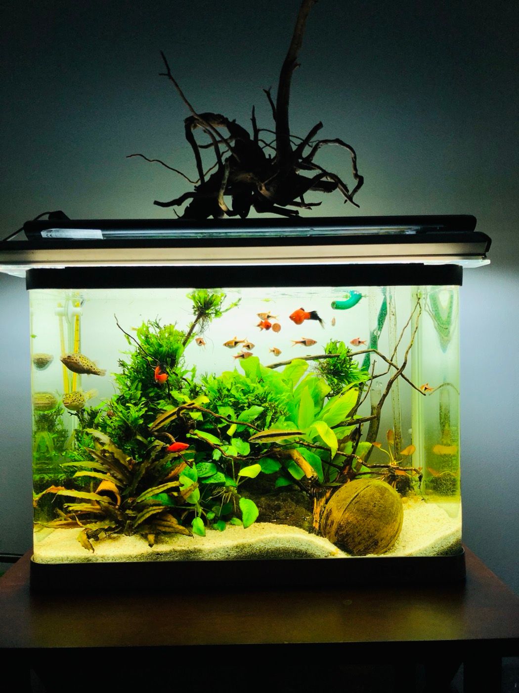 Nano tank with a backlit driftwood crown