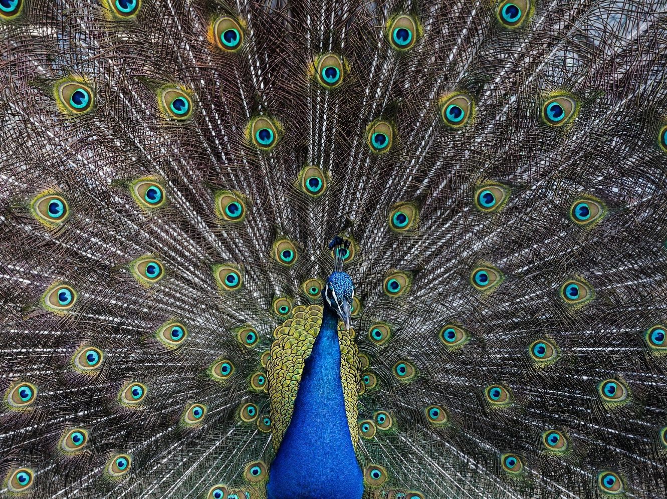 Biomin acquires Vinfeed