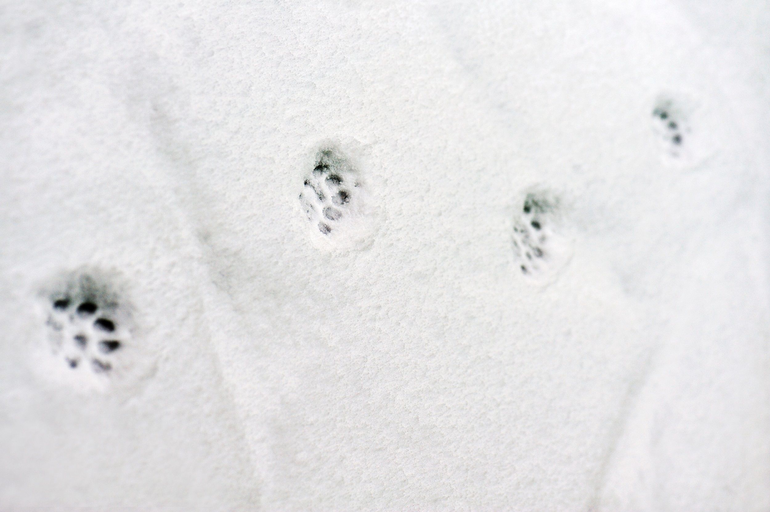 Labiana closes acquisition of Vetzavod