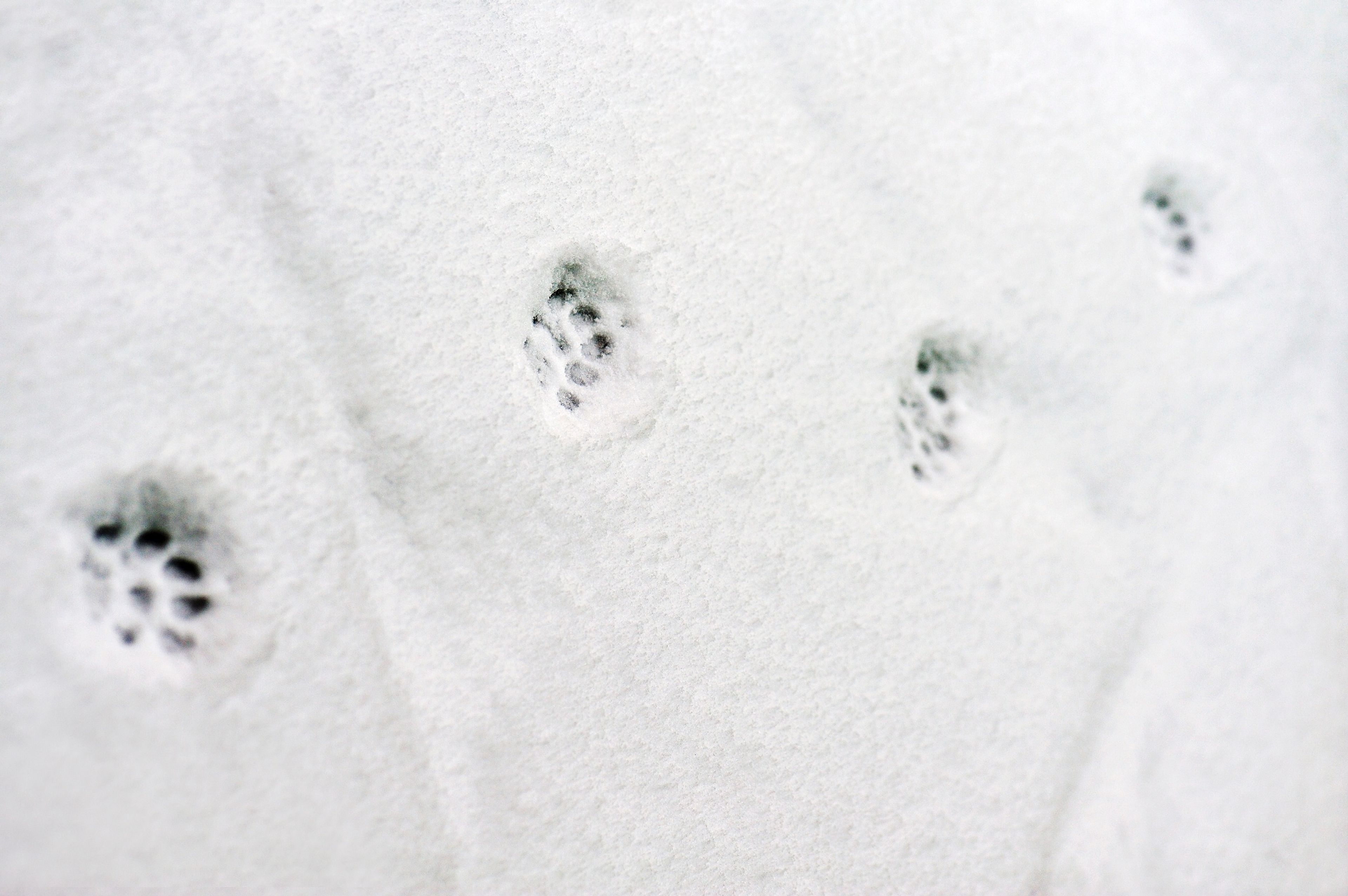 Labiana closes acquisition of Vetzavod