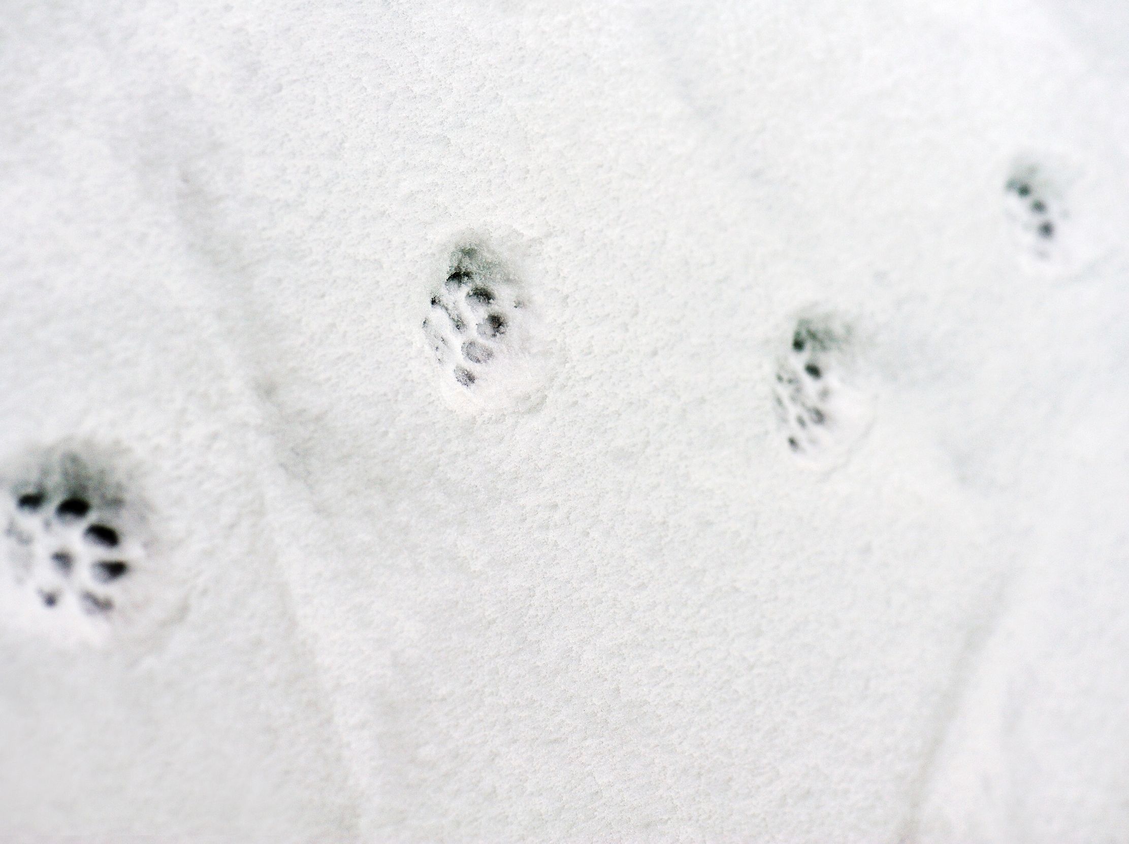 Labiana closes acquisition of Vetzavod