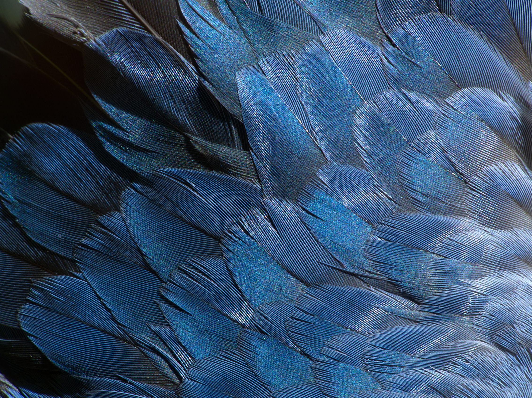 Hungarian PE Fund Hodler Asset Management has acquired the remaining 32% of shares in SUPERIOR FOODS