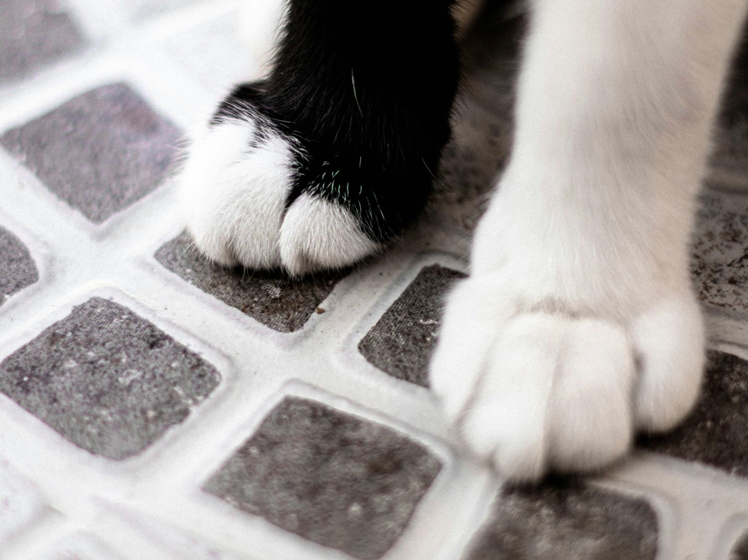 BDK Advokati advises Vet Planet Clinic on acquisition of Pet-Vet Care