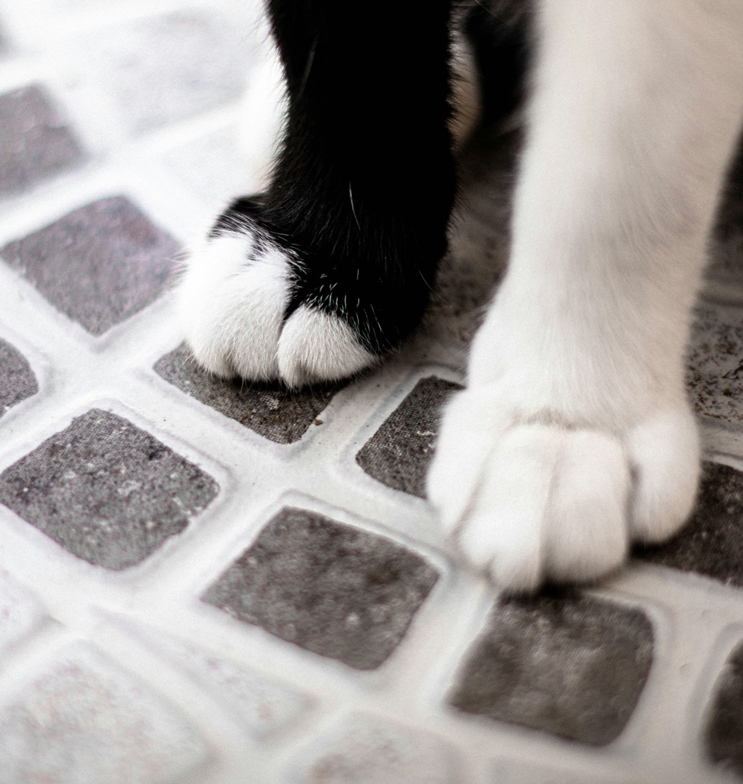 BDK Advokati advises Vet Planet Clinic on acquisition of Pet-Vet Care