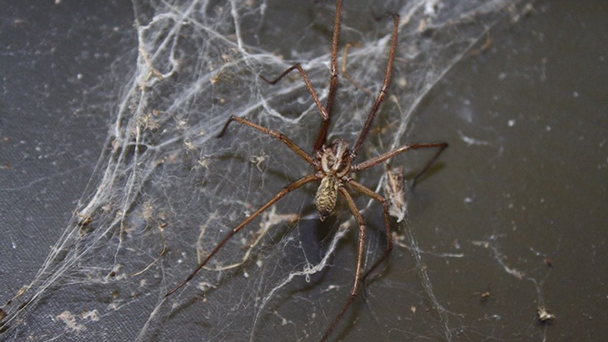 Signs of a Spider Infestation | Peace of Mind Pest Control | Blog