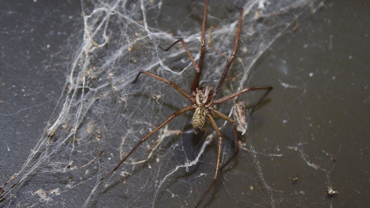 Infested Spider Signs of a Spider Infestation | Peace of Mind Pest Control | Blog