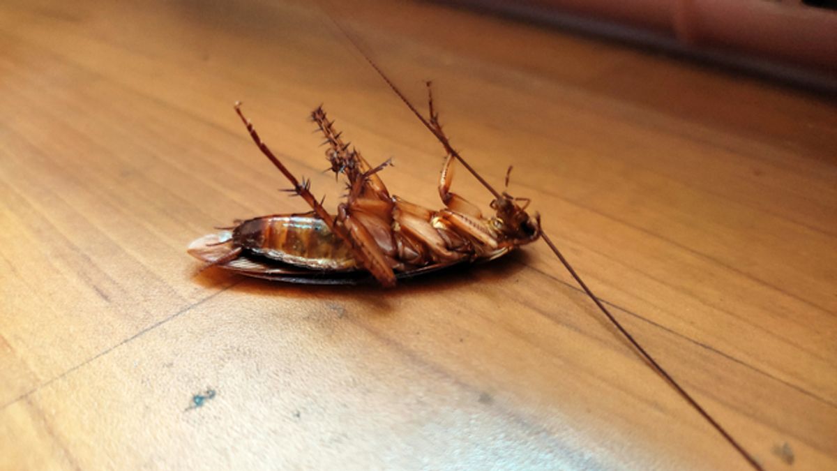 What Is Considered A Heavy Cockroach Infestation? | Peace of Mind Pest ...