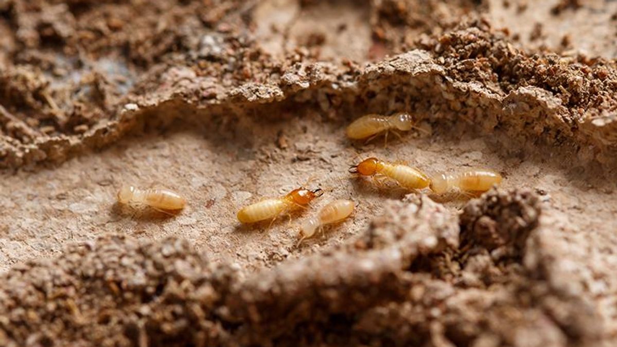 Termites Be Gone: Proven Techniques for Successful Termite Control In ...