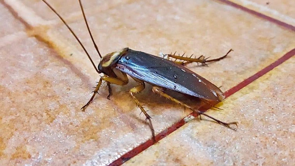 How Dangerous Are Cockroaches In Modesto? | Peace of Mind Pest Control ...