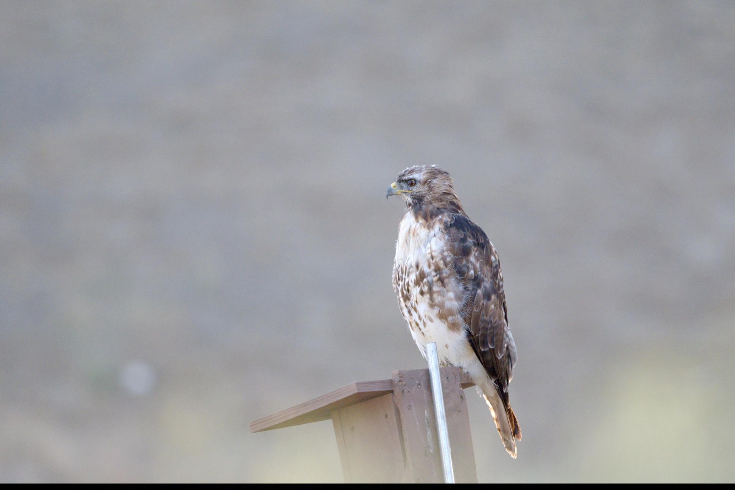 A hawk perched on a nesting box