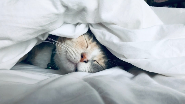 BIOHACKING: WHY IS UNDERSTANDING THE IMPORTANCE OF SLEEP SO POPULAR RIGHT NOW?