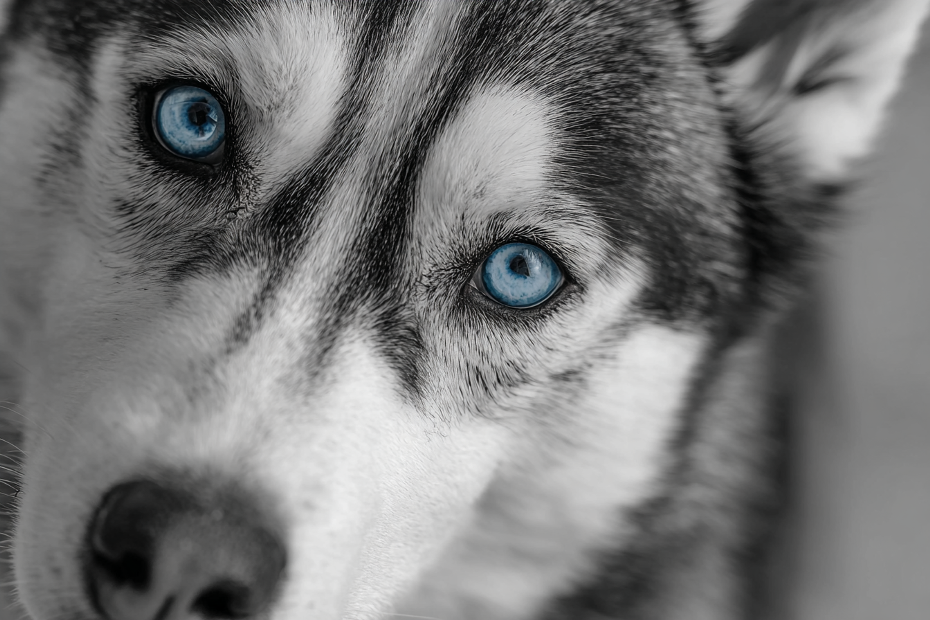 Husky with Blue Eyes in Photo