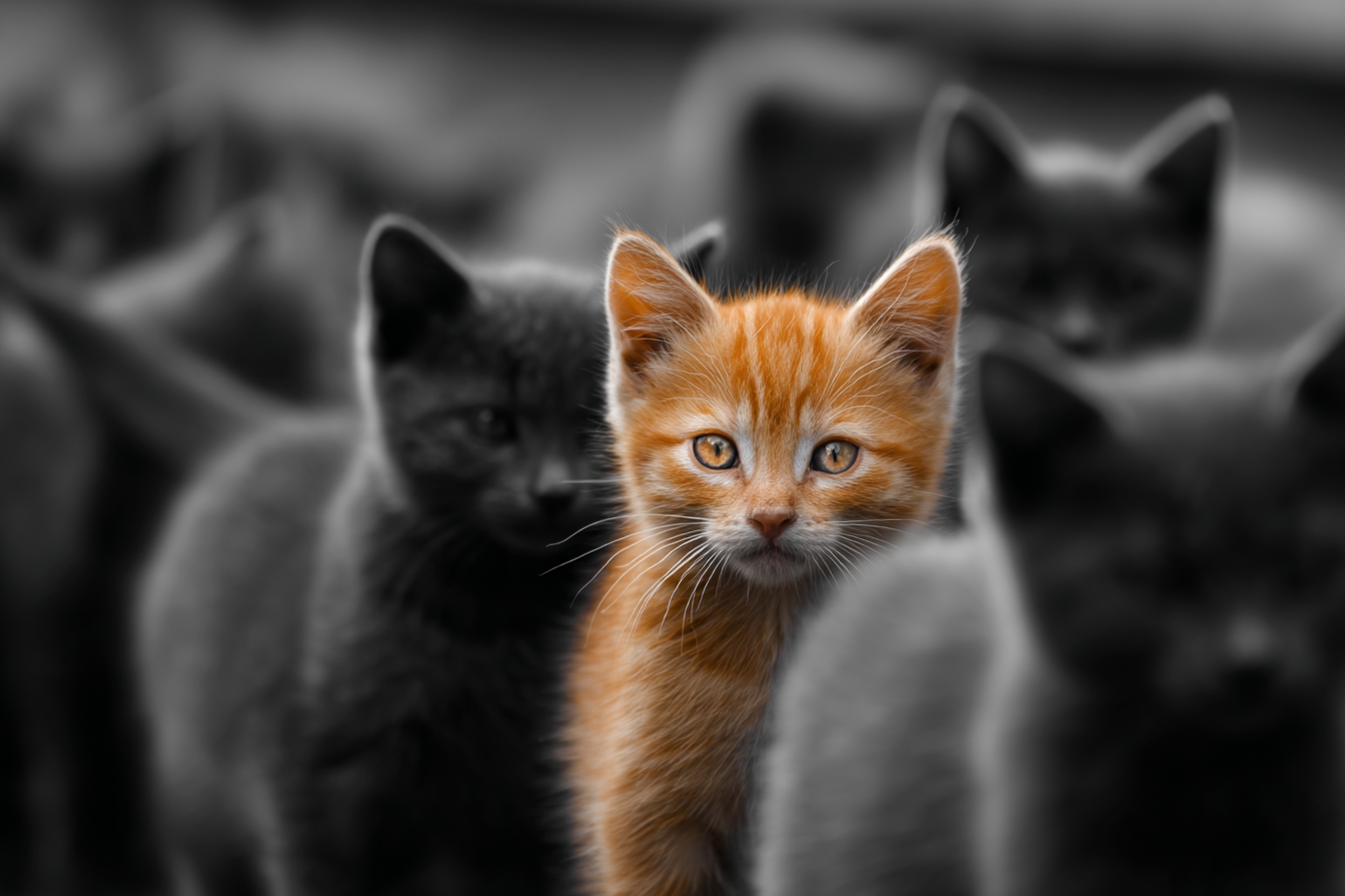 Selective Color Orange Kitten Photo
