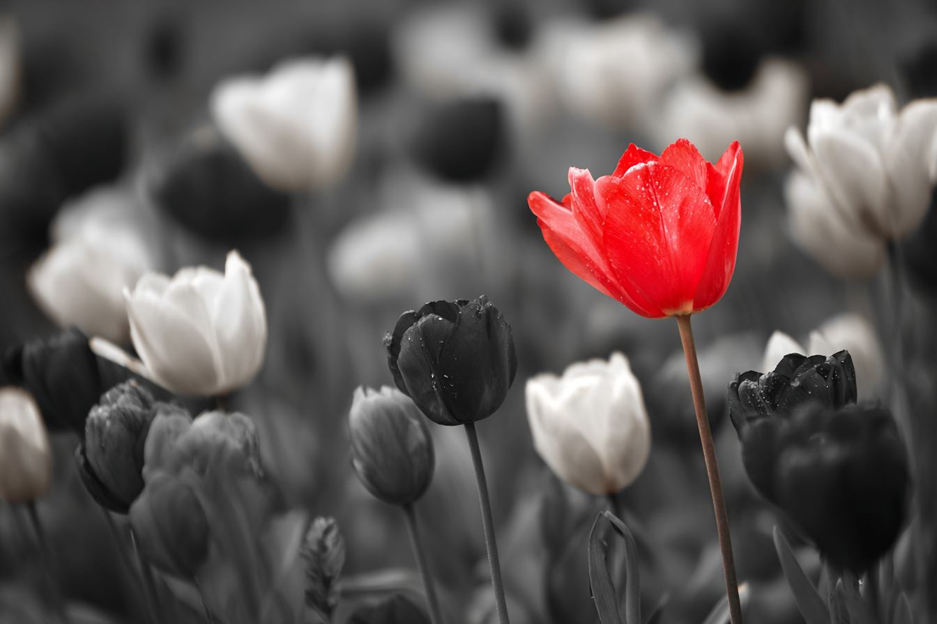 Selective Color Red Tulip Field Photo