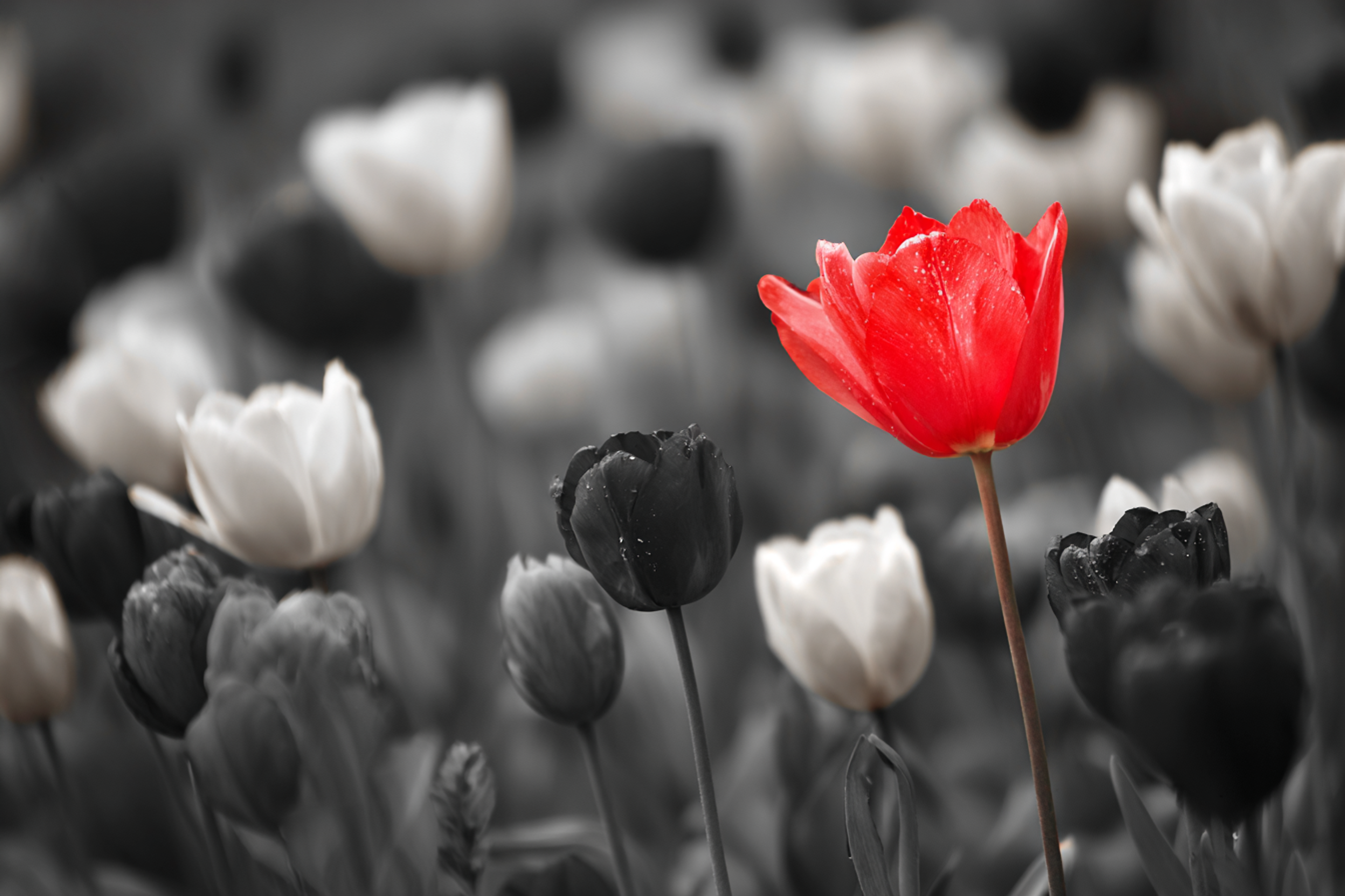 Selective Color Red Tulip Field Photo