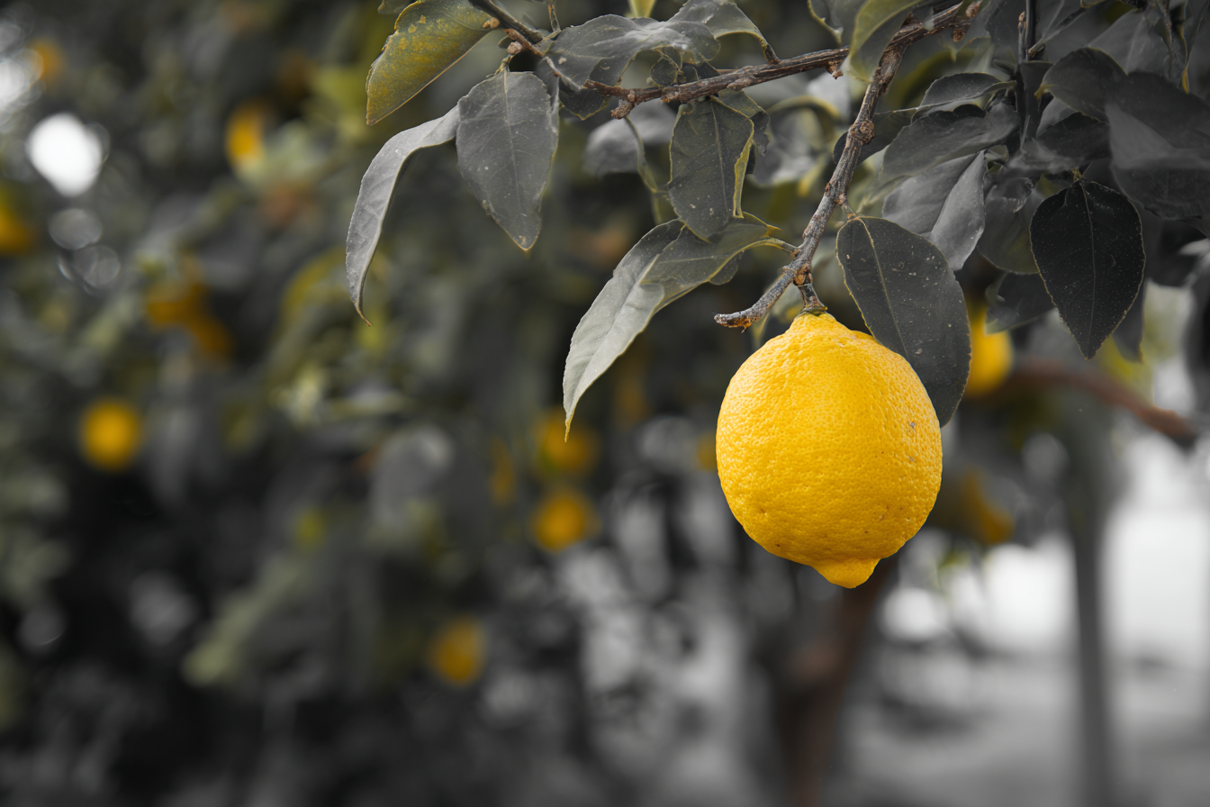 Selective Color Lemon Tree Photo