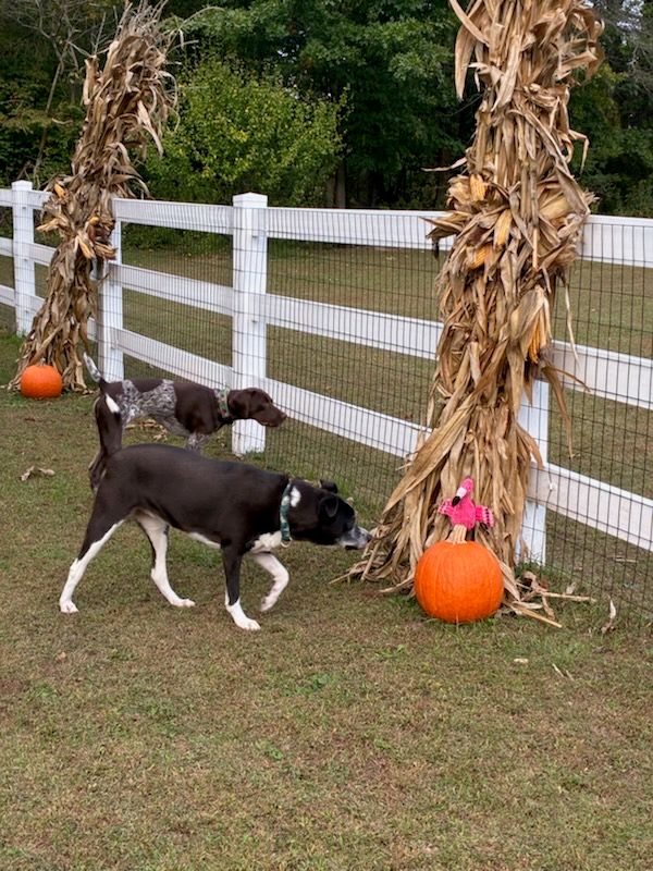 dogs exploring new fence