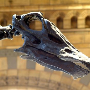 Dippy the diplodocus head