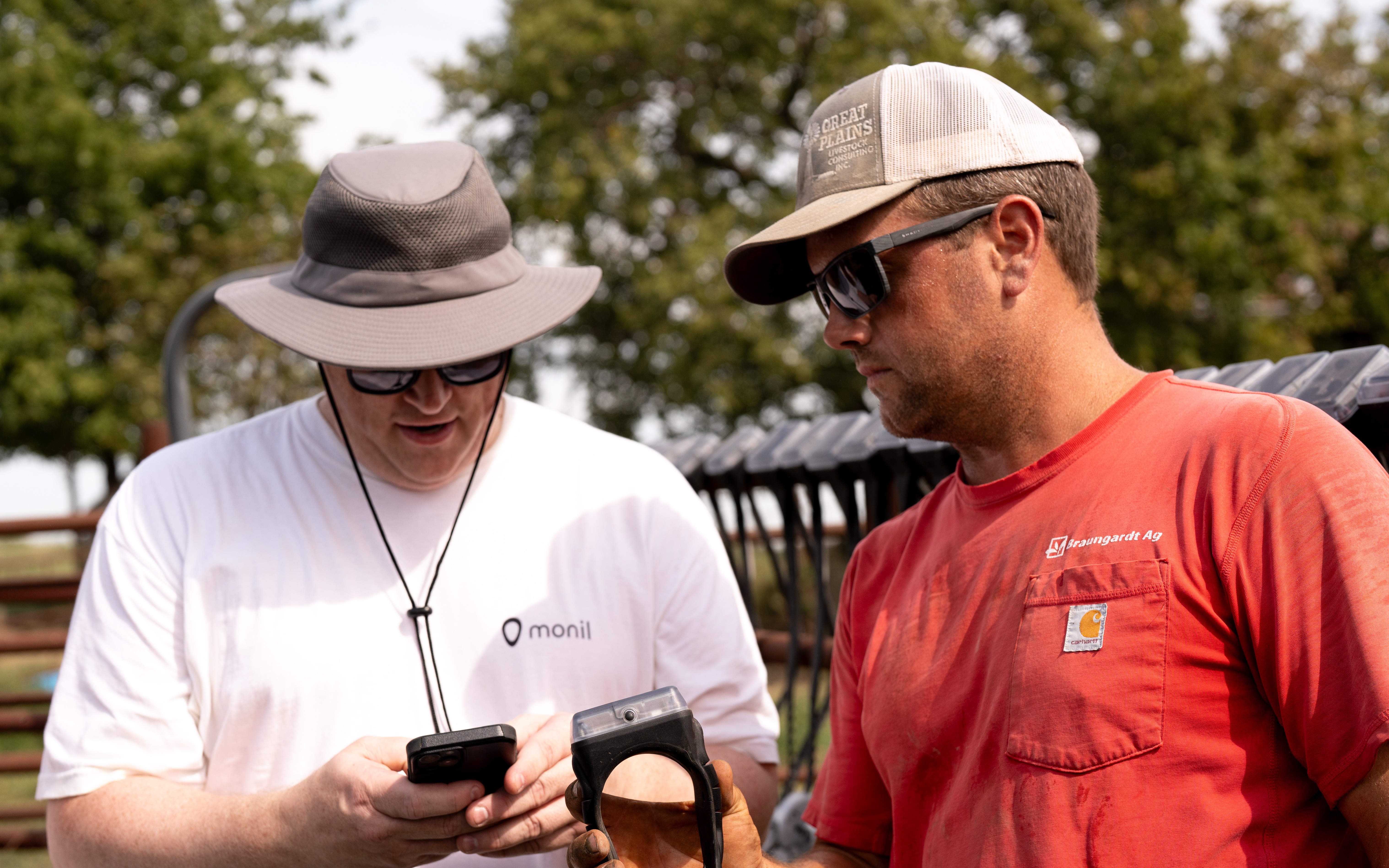 Monil rancher putting the Monil virtual fence cattle collar onto a cow. Join Monil events to learn about cattle GPS collars and virtual fencing. Designed for ranchers evaluating purchase options.