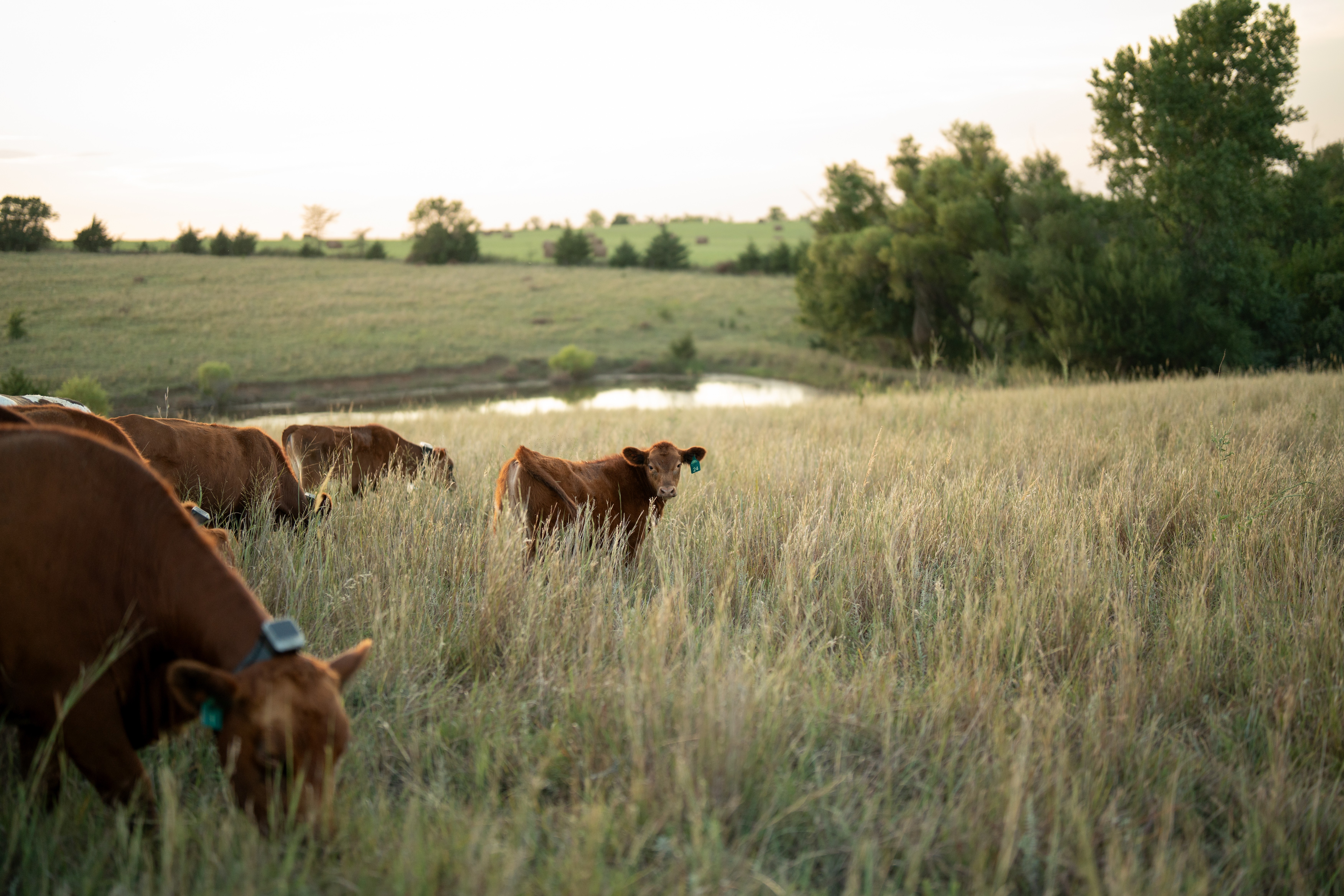 calf in field with monil virtual fencing collar