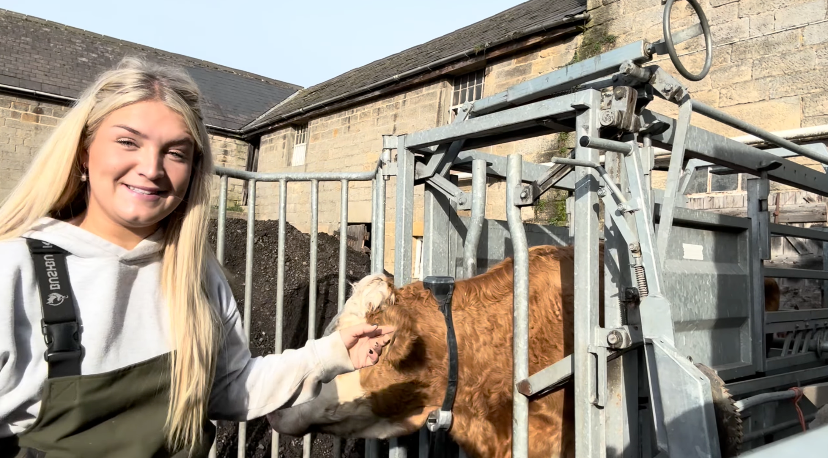 Harriet Cowan fitting the Monil Virtual Fence Cattle Collars onto her cows