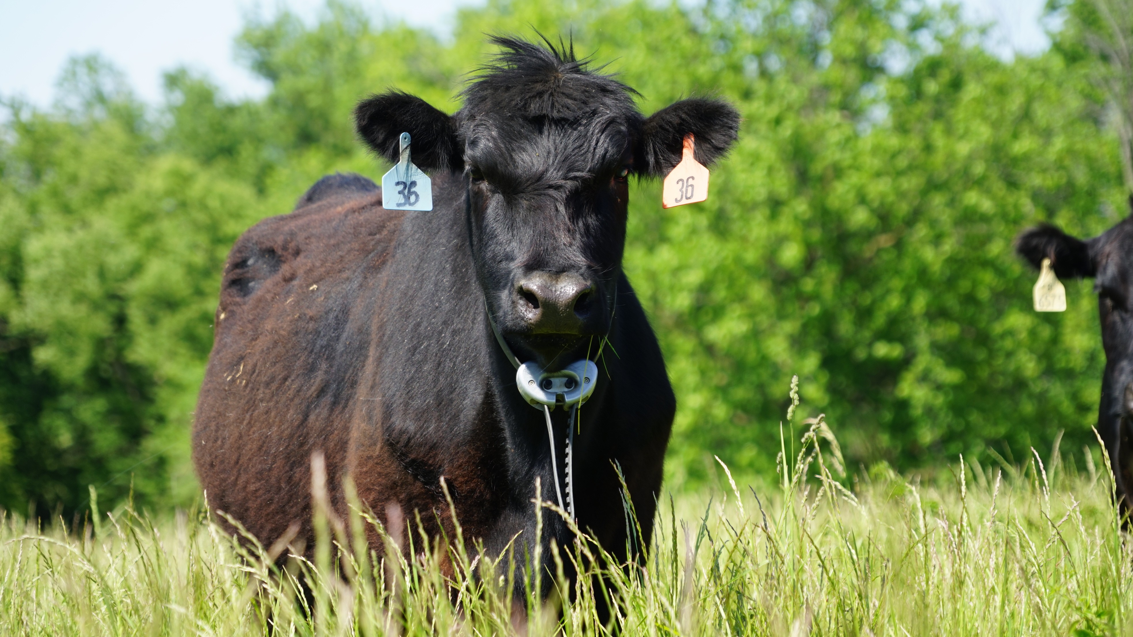 Insights into herd activity and behavior