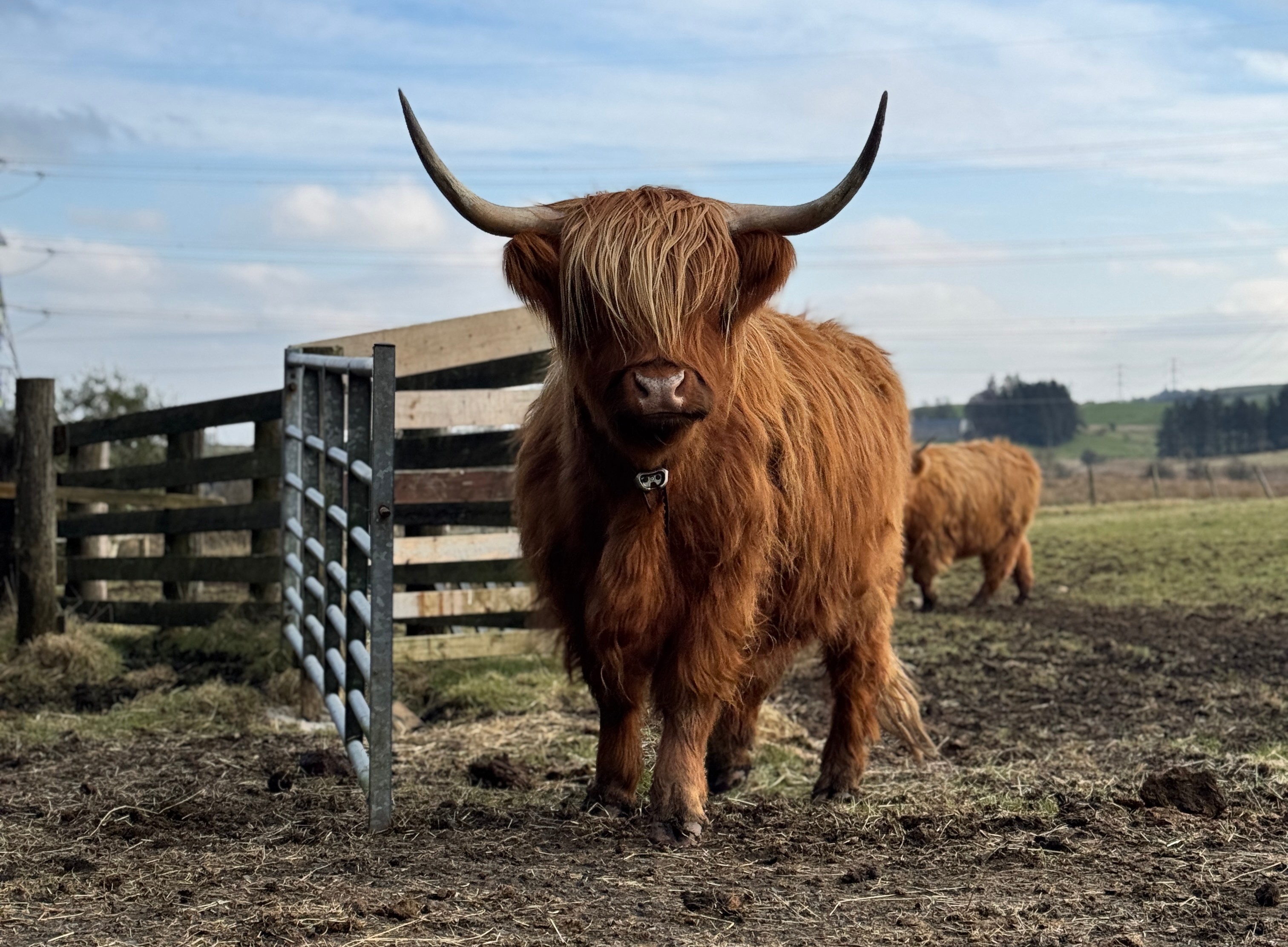 Highland ku med digitale gjerder fra Monil 
