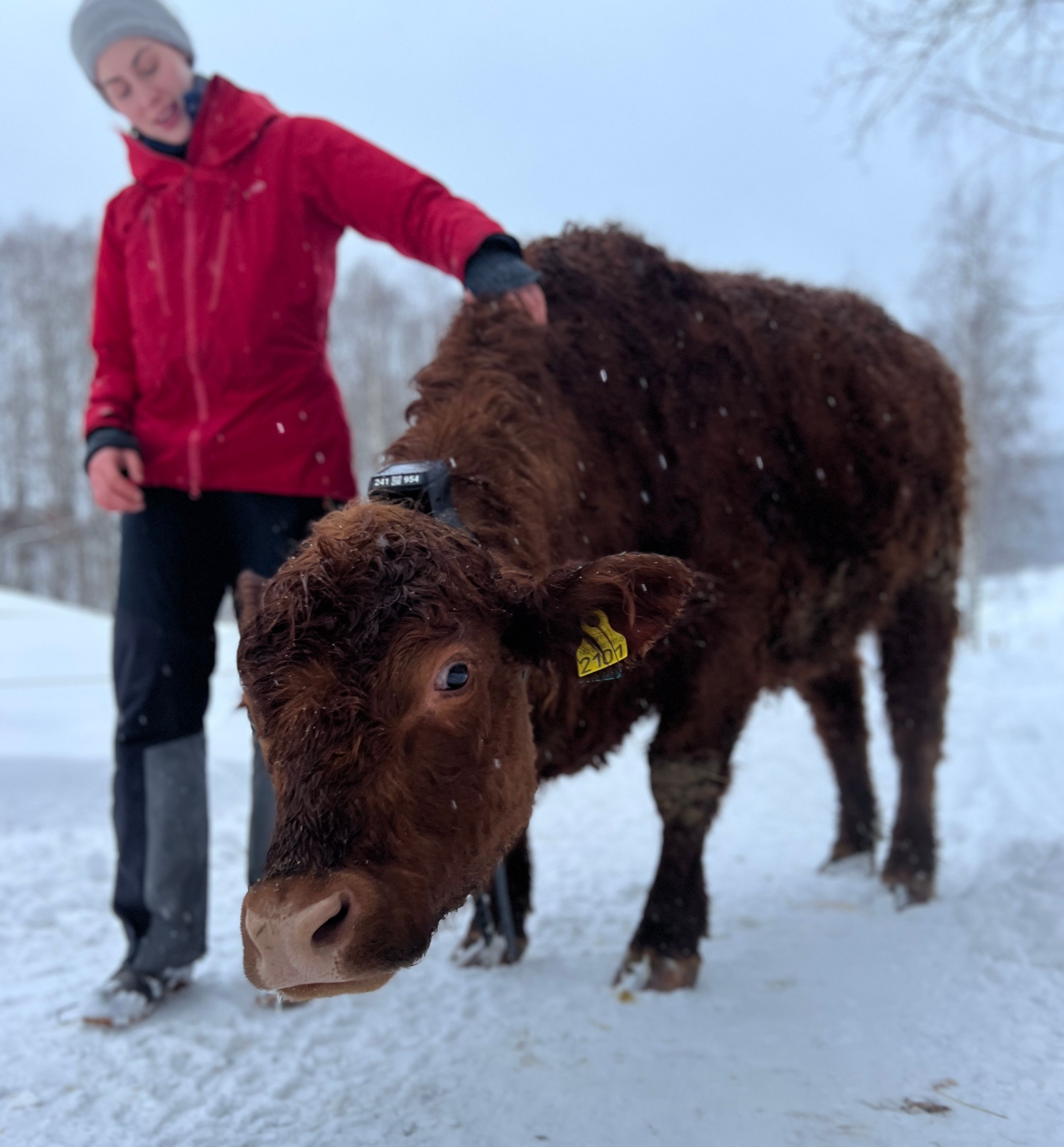 Hereford med Monil klave 