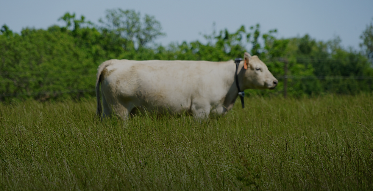 monil cow grazing over green grass