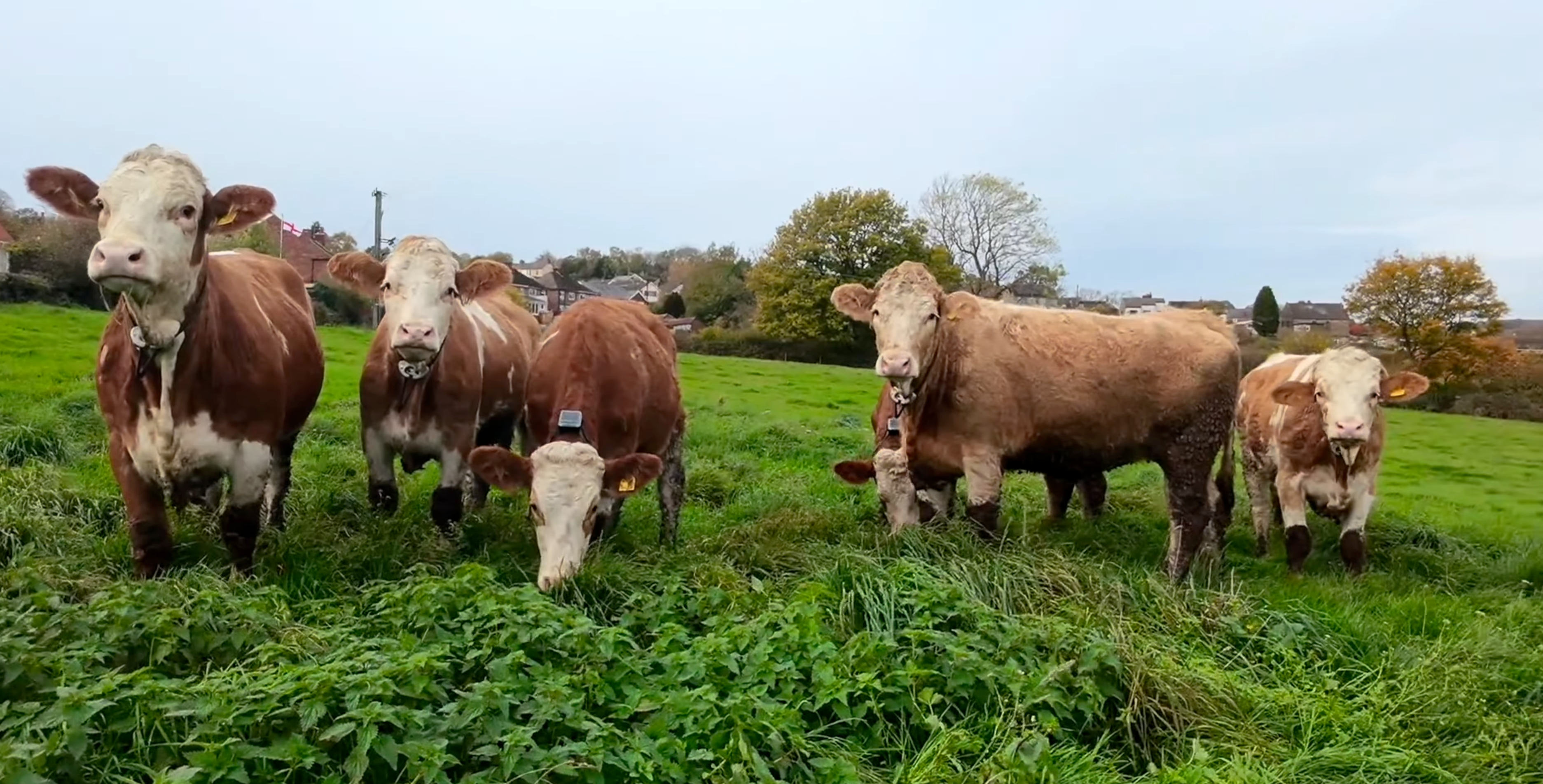 Harriet's cows in a field wearing Monil Virtual Fencing Cattle Collars.