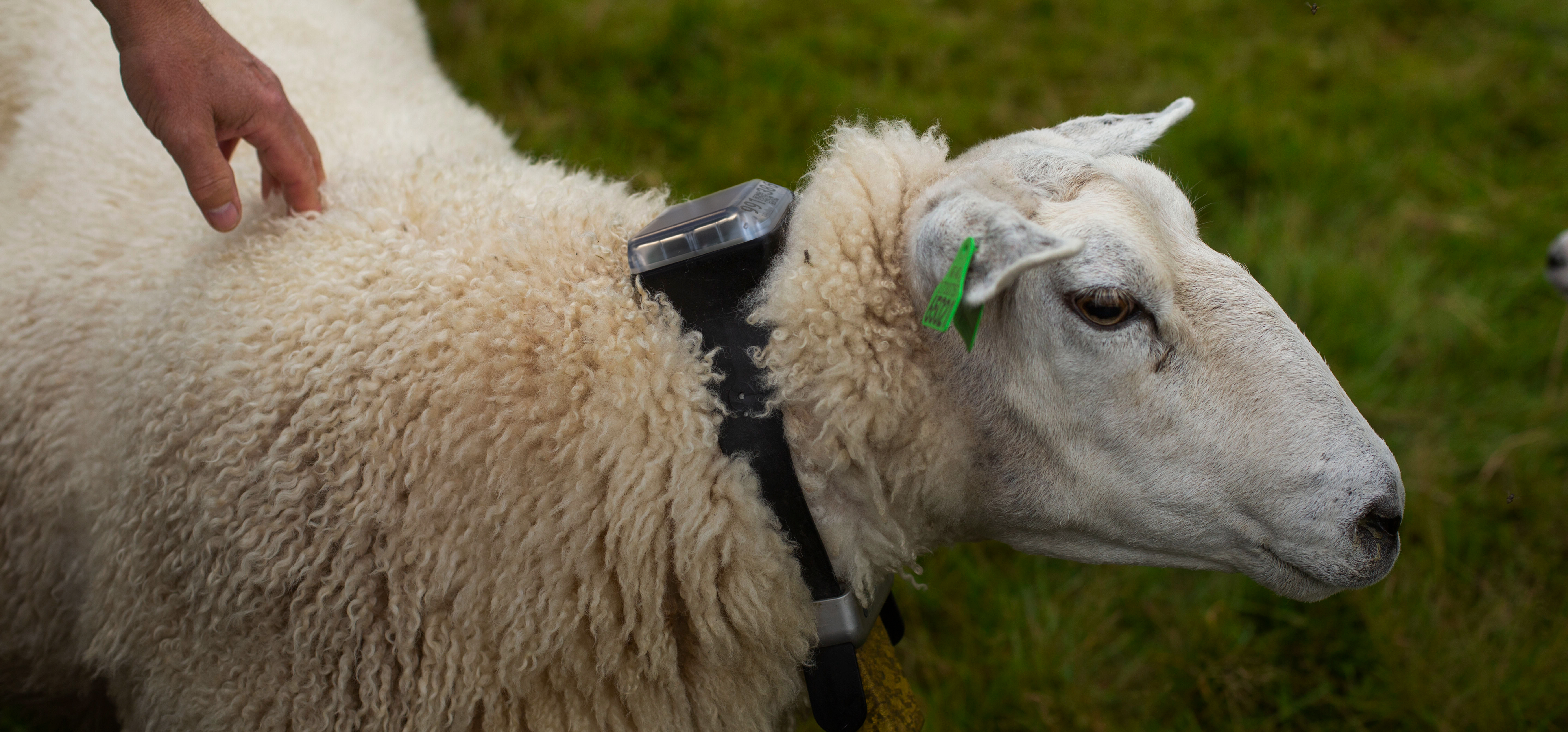 sau virtuelle gjerder