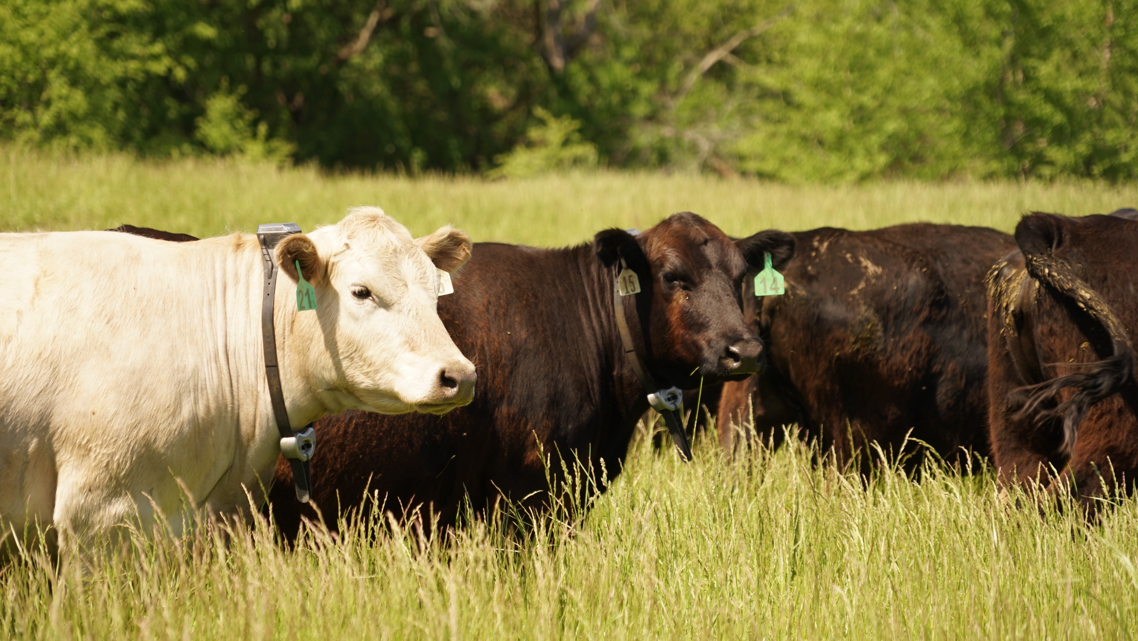 Herd visibility & activity alerts