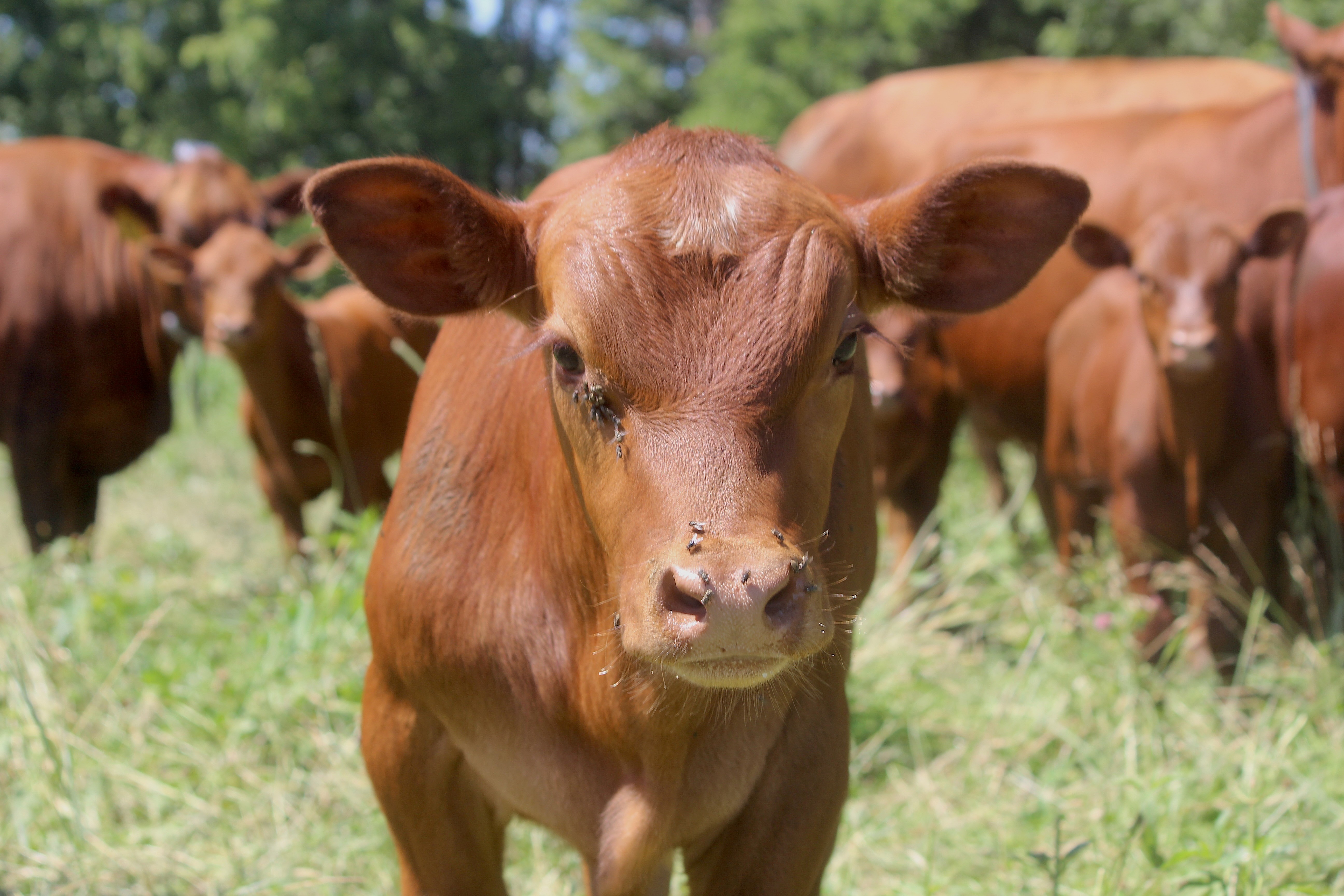 One of John Rowley's calves