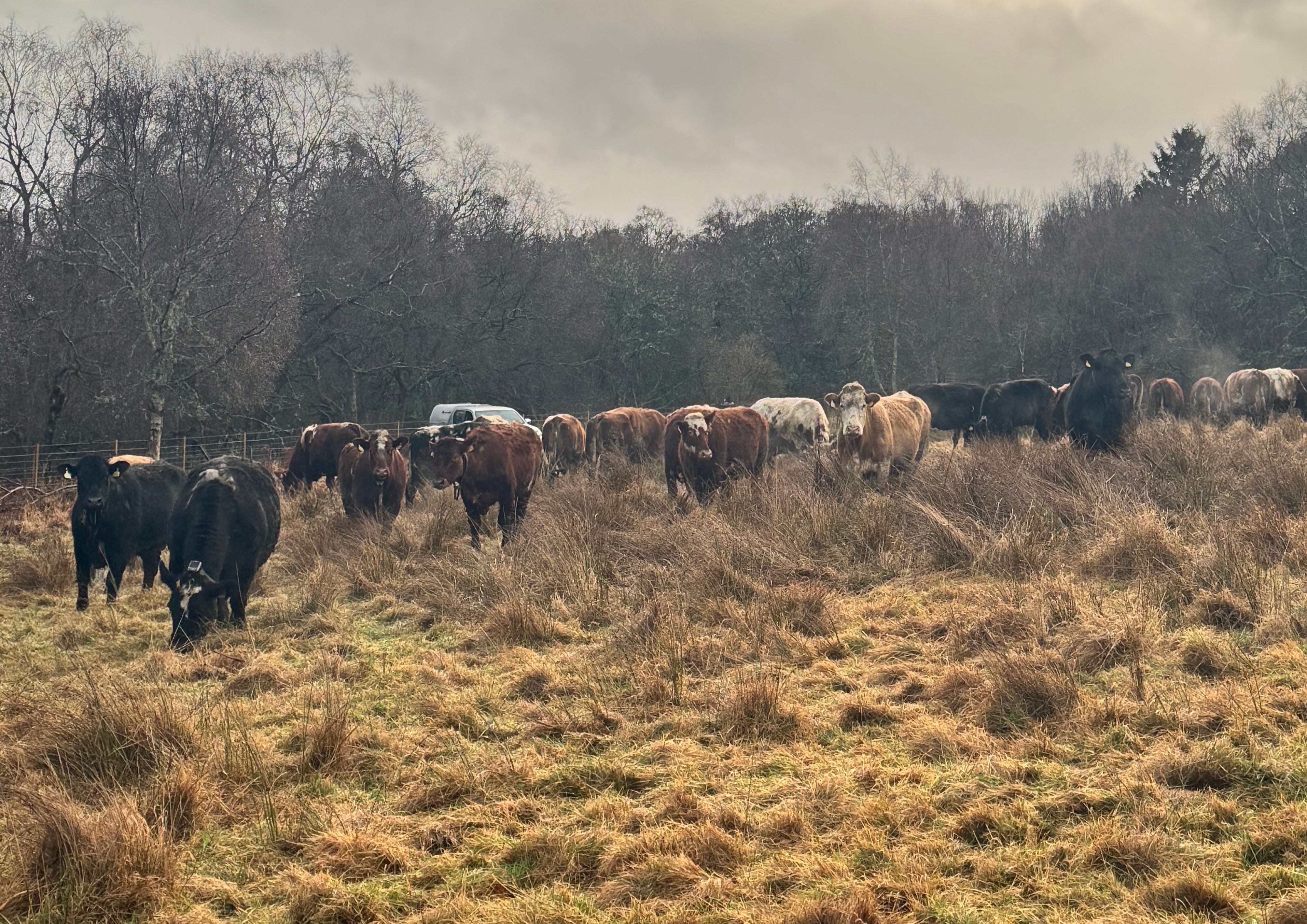 cows grazing with Monil virtual fencing