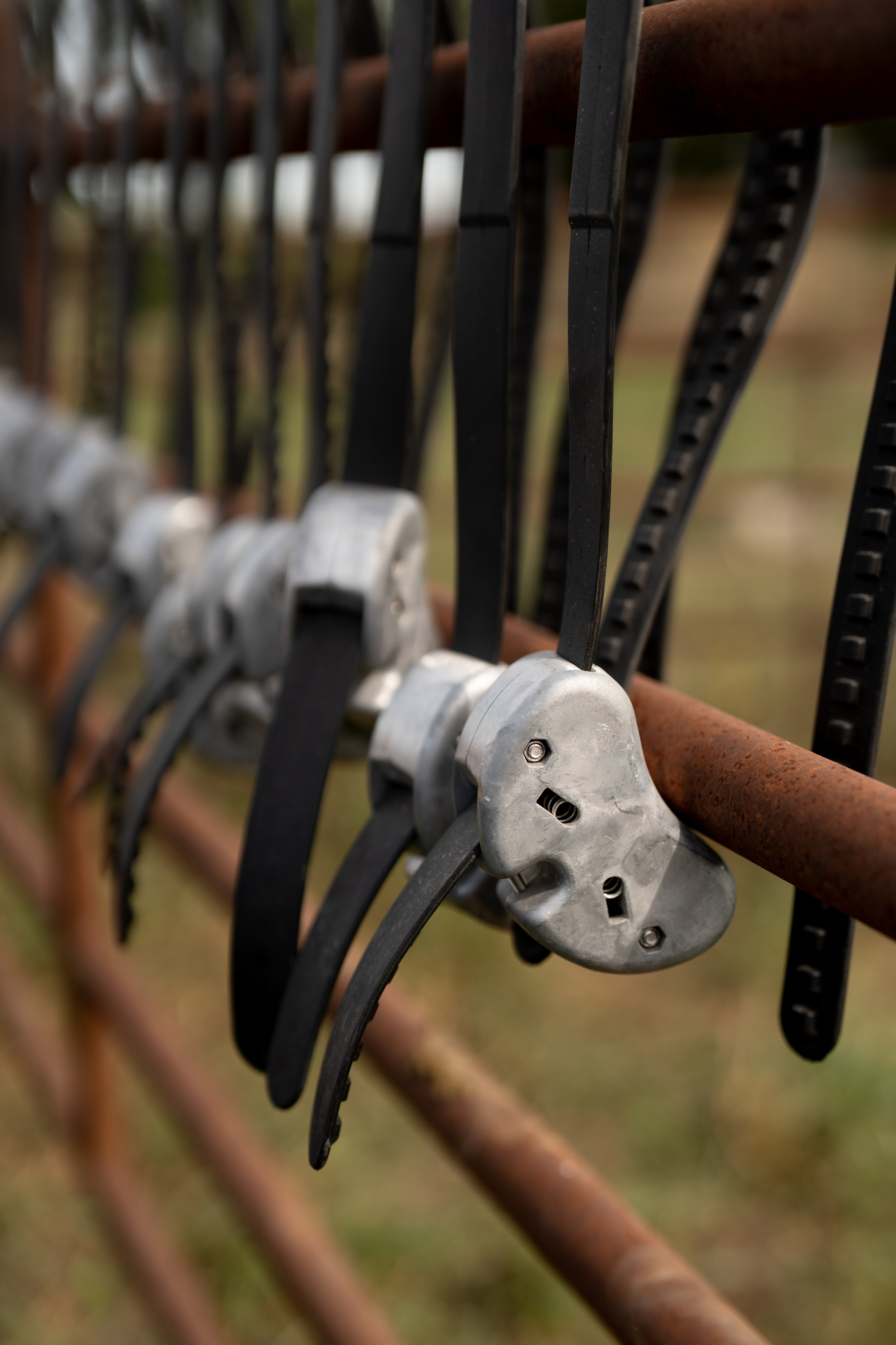american ranch with monil cattle collar