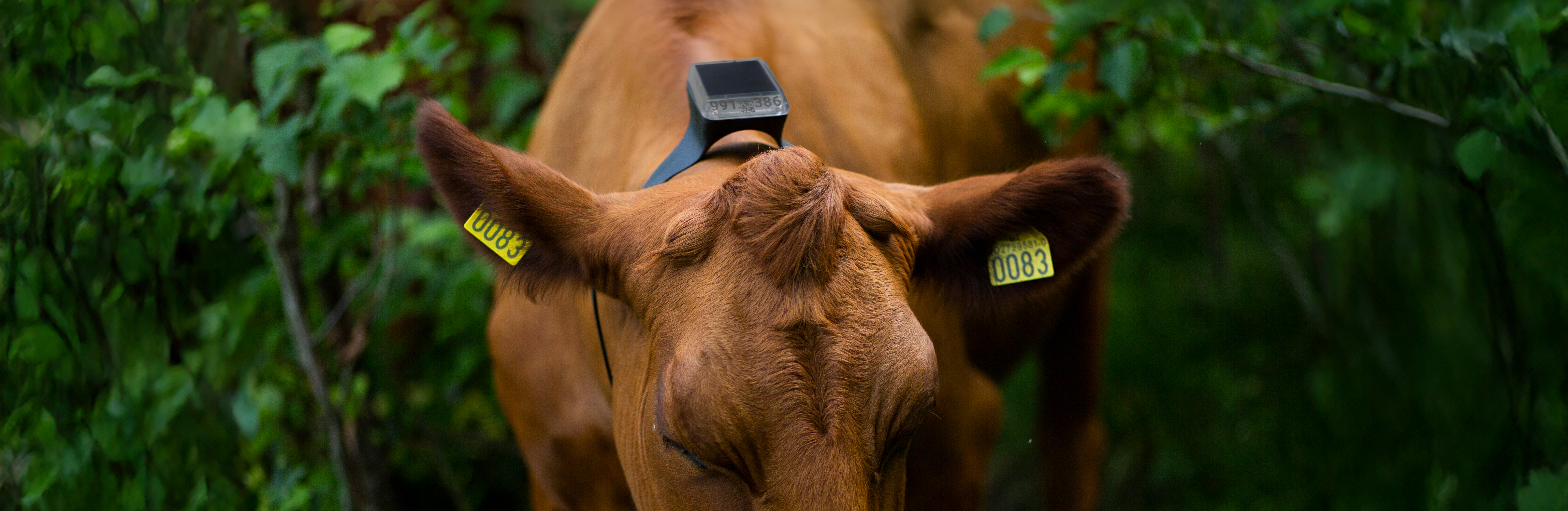 virtuelle gjerder storfe