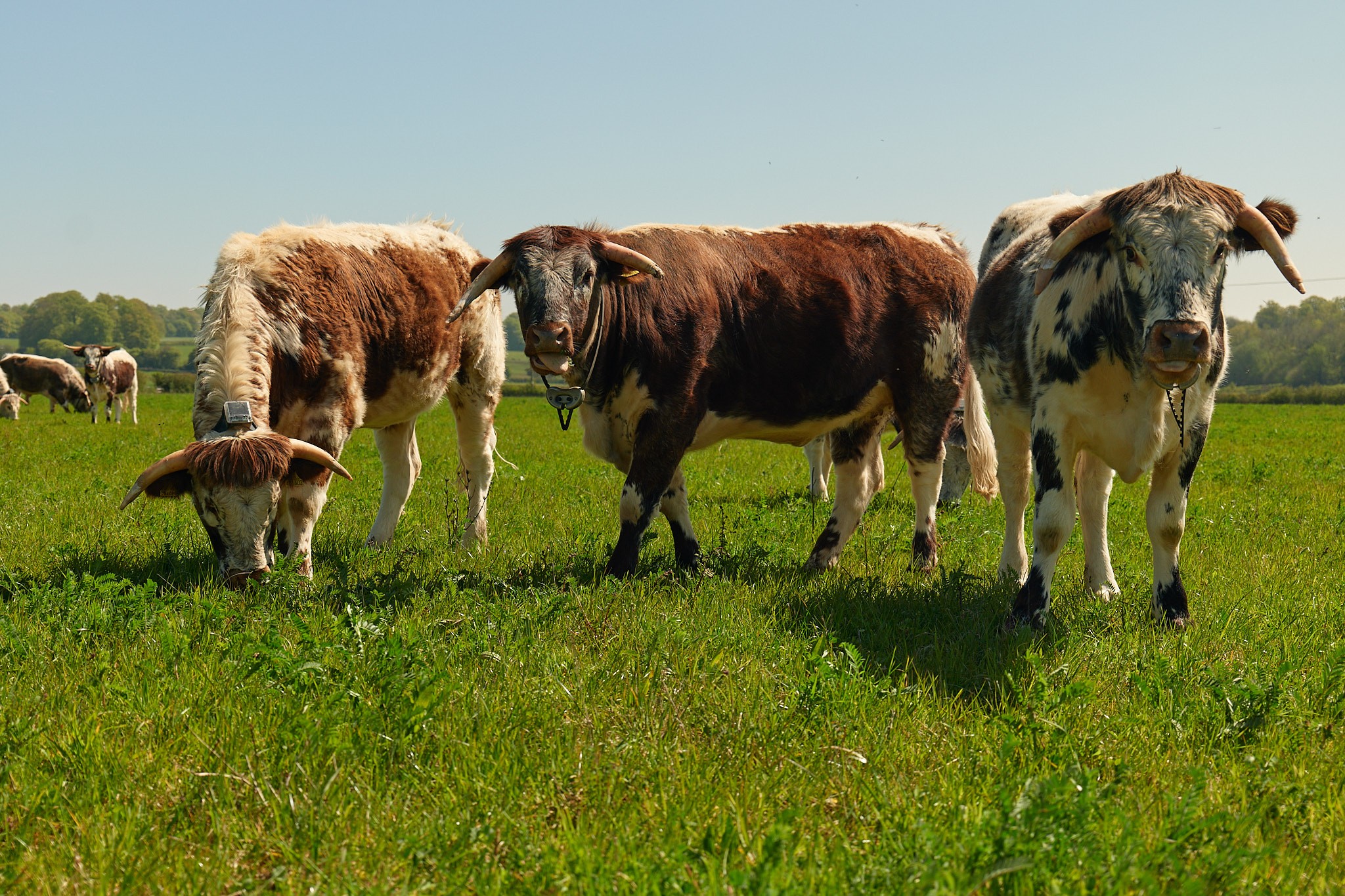 Herd visibility & activity alerts
