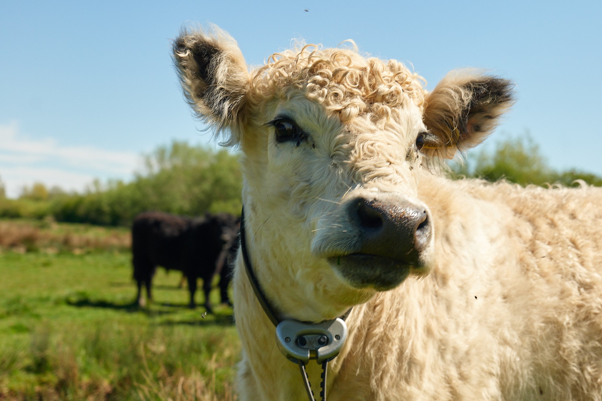 cow