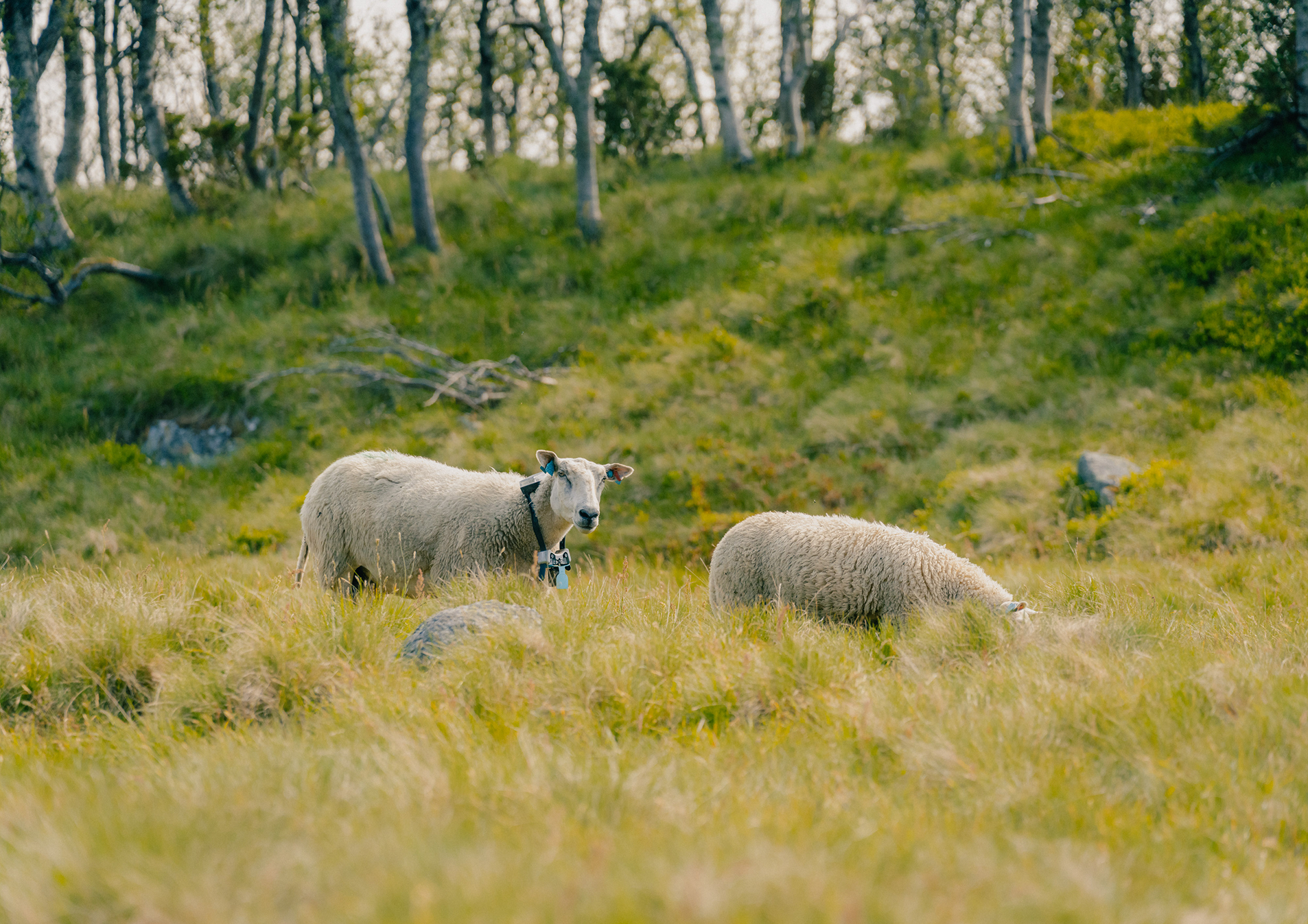 close up photo of the sheep collar