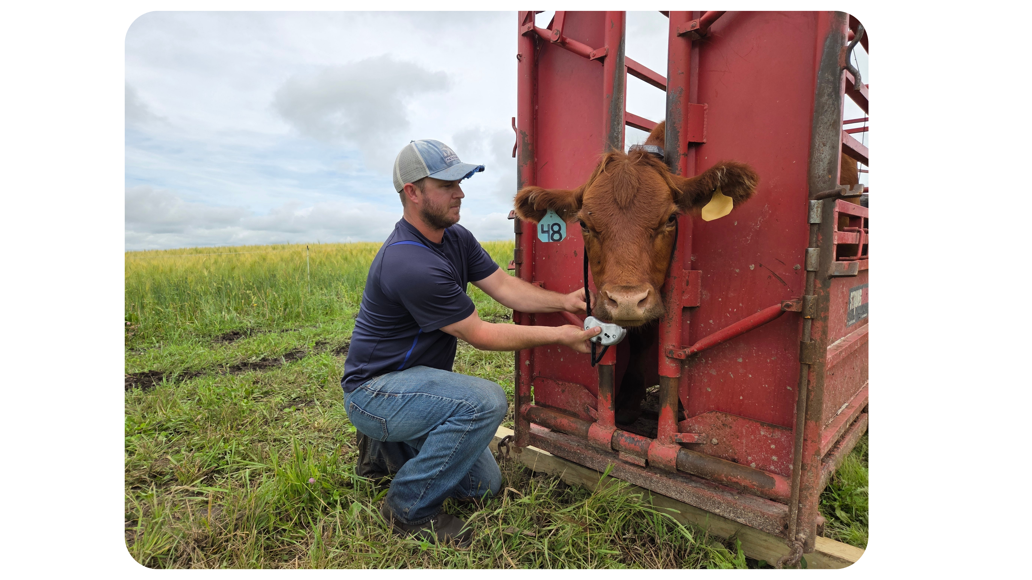 Monil rancher putting the Monil virtual fence cattle collar onto a cow. Join Monil webinars to learn about cattle GPS collars and virtual fencing. Designed for ranchers evaluating purchase options.