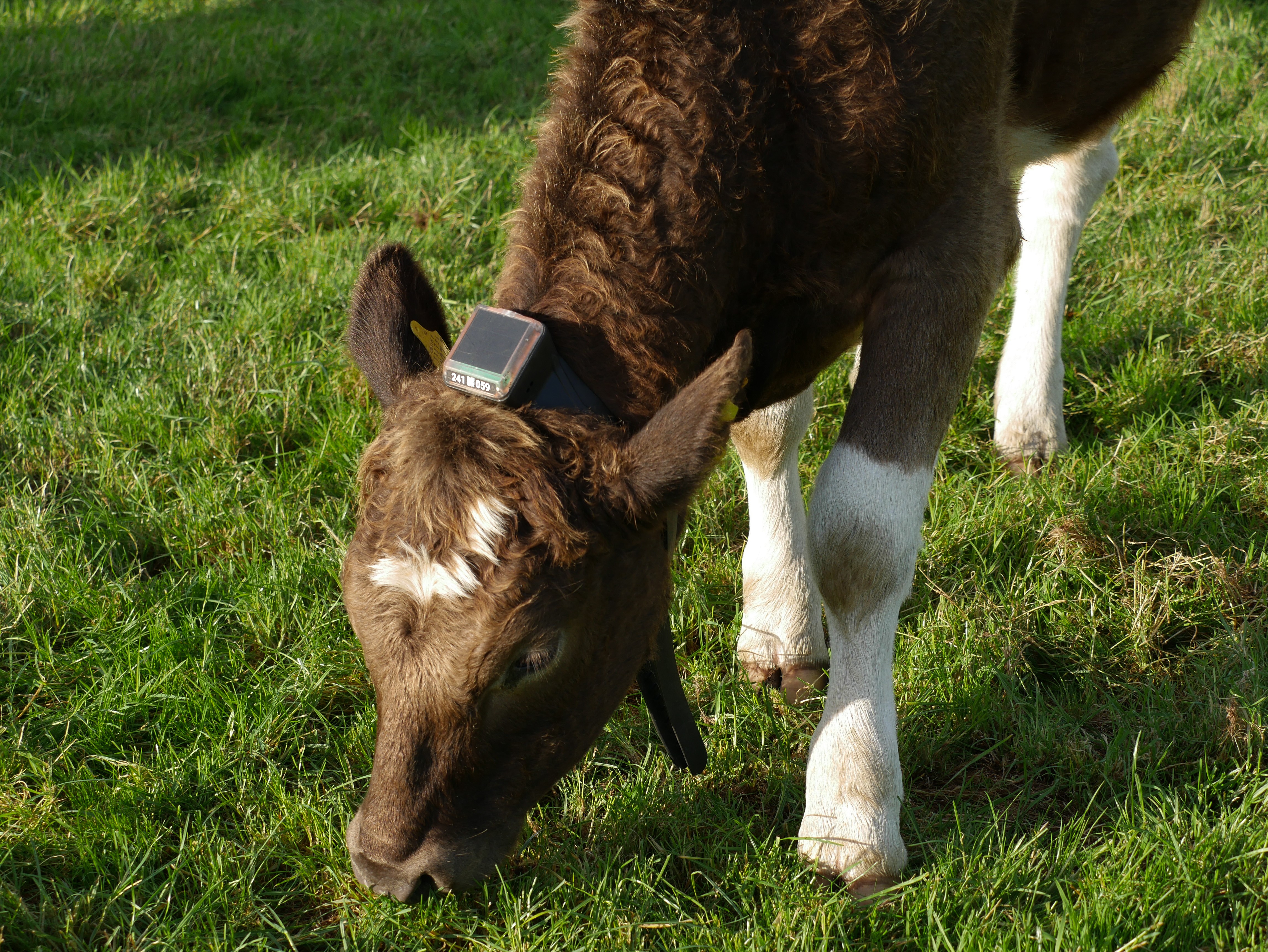 A cow with a Monil collar grazing on green grass
